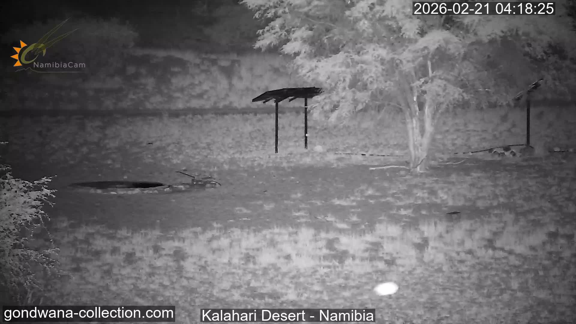 Natural Life in the Kalahari Desert (Gondwana Kalahari Park)  Live Cam - Mariental, Hardap, Namibia