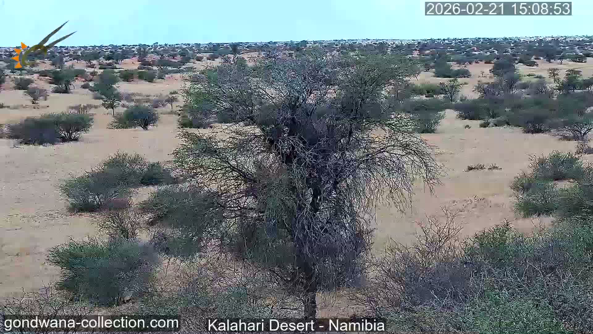 Natural Life in the Kalahari Desert (Gondwana Kalahari Park)  Live Cam - Mariental, Hardap, Namibia
