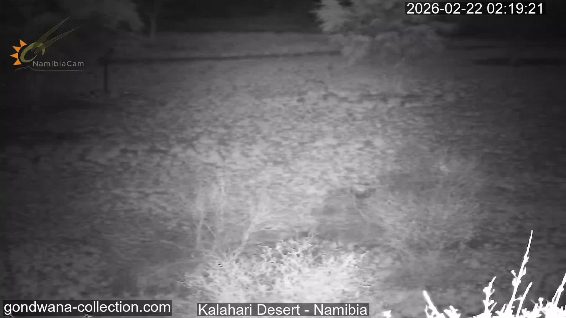 Natural Life in the Kalahari Desert (Gondwana Kalahari Park)  Live Cam - Mariental, Hardap, Namibia