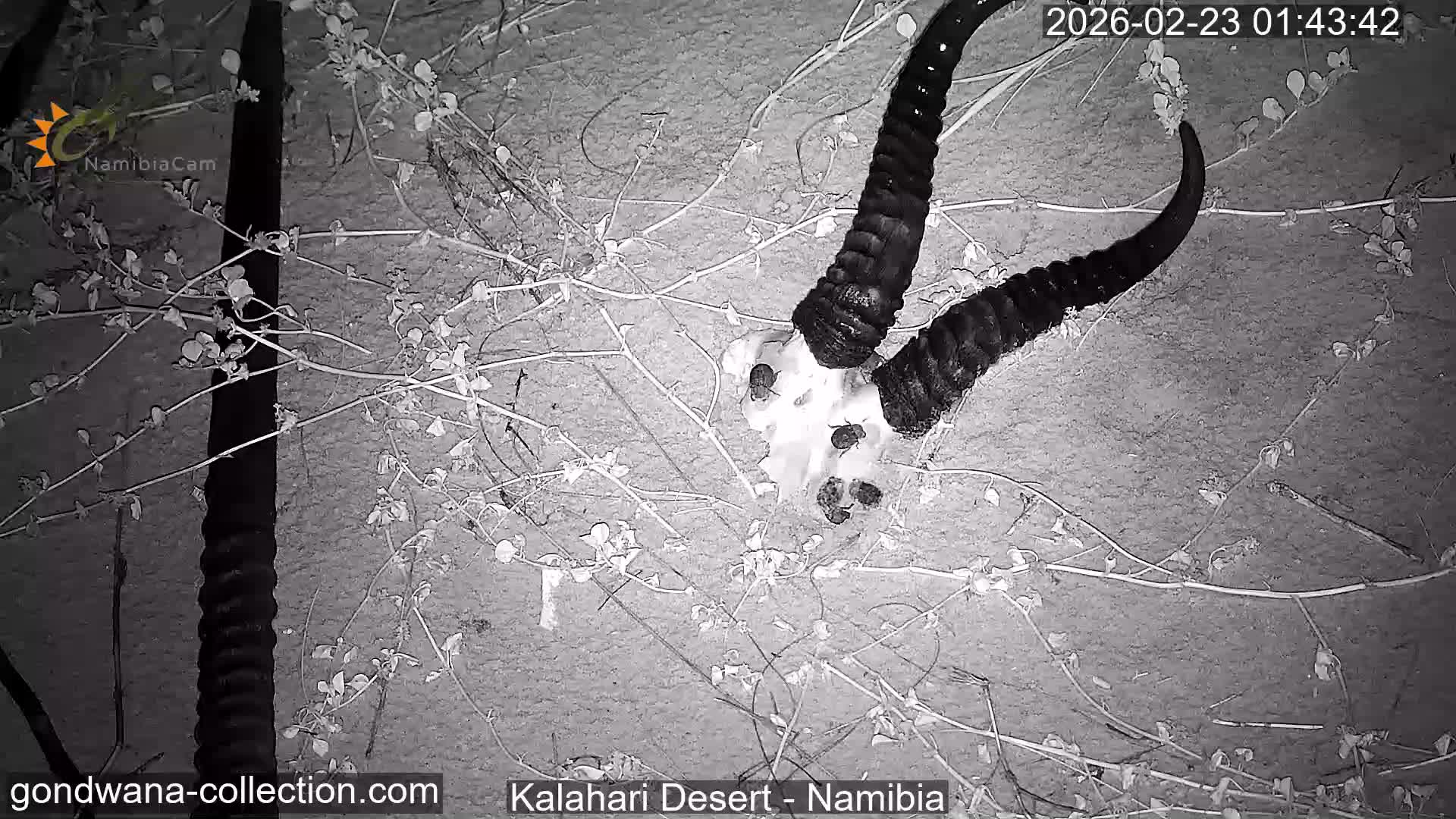 Natural Life in the Kalahari Desert (Gondwana Kalahari Park)  Live Cam - Mariental, Hardap, Namibia