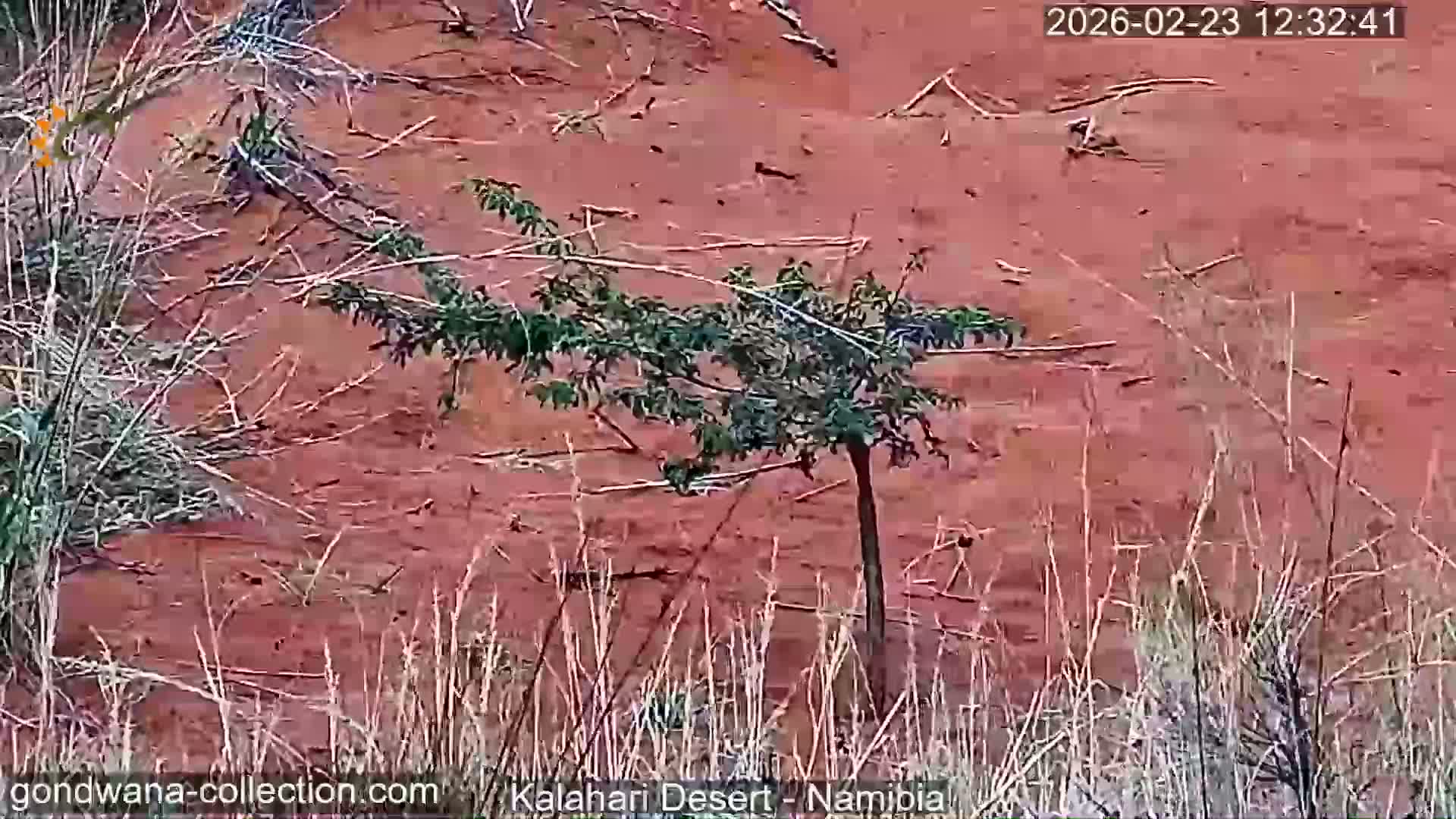 Natural Life in the Kalahari Desert (Gondwana Kalahari Park)  Live Cam - Mariental, Hardap, Namibia