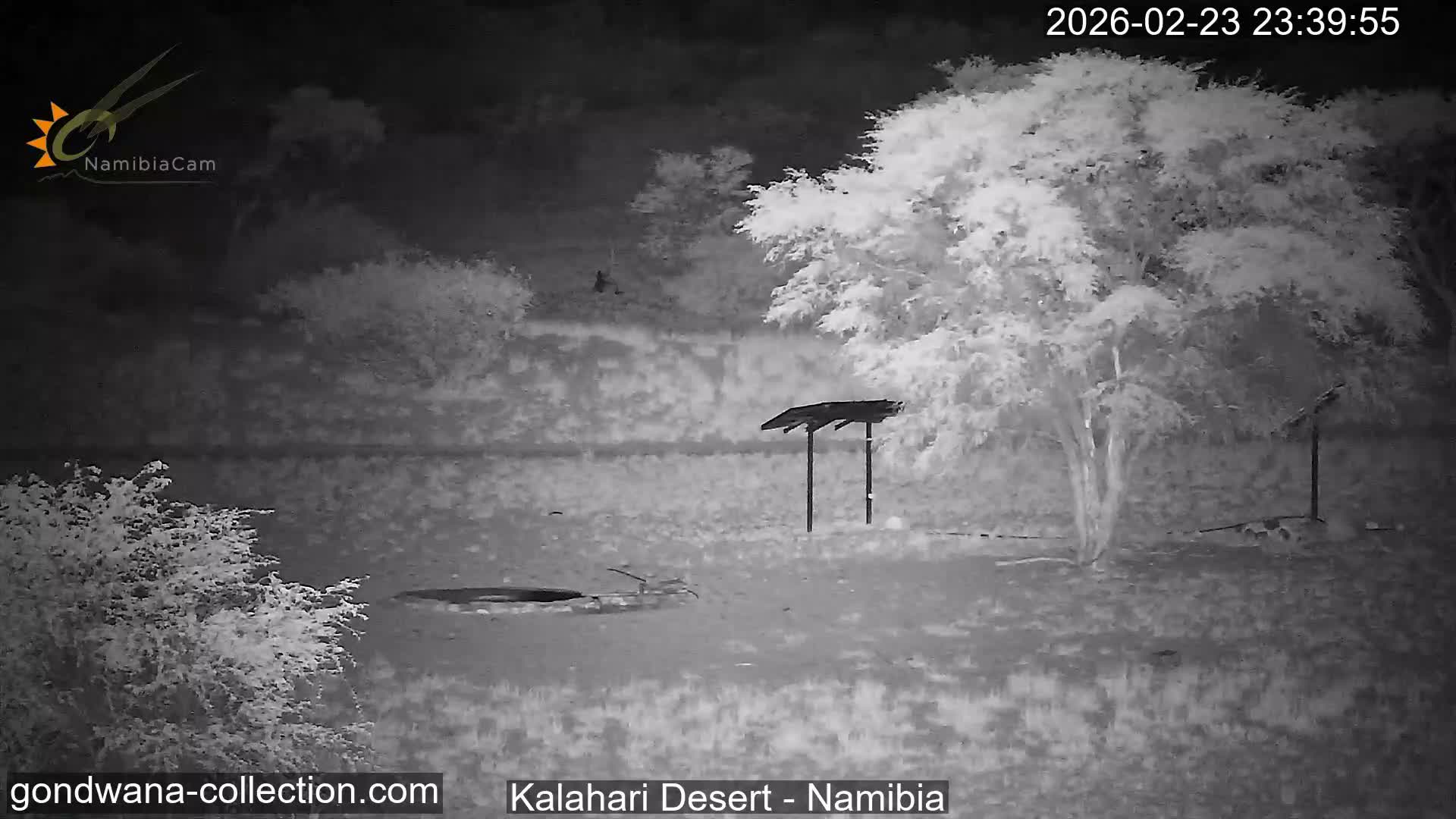 Natural Life in the Kalahari Desert (Gondwana Kalahari Park)  Live Cam - Mariental, Hardap, Namibia