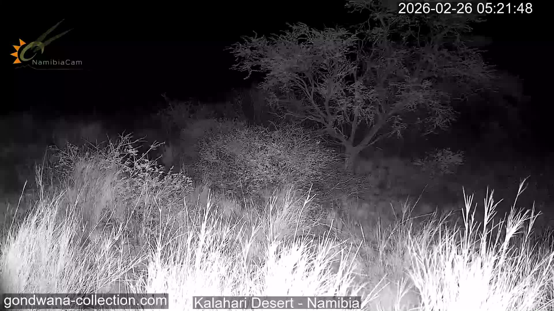 Natural Life in the Kalahari Desert (Gondwana Kalahari Park)  Live Cam - Mariental, Hardap, Namibia