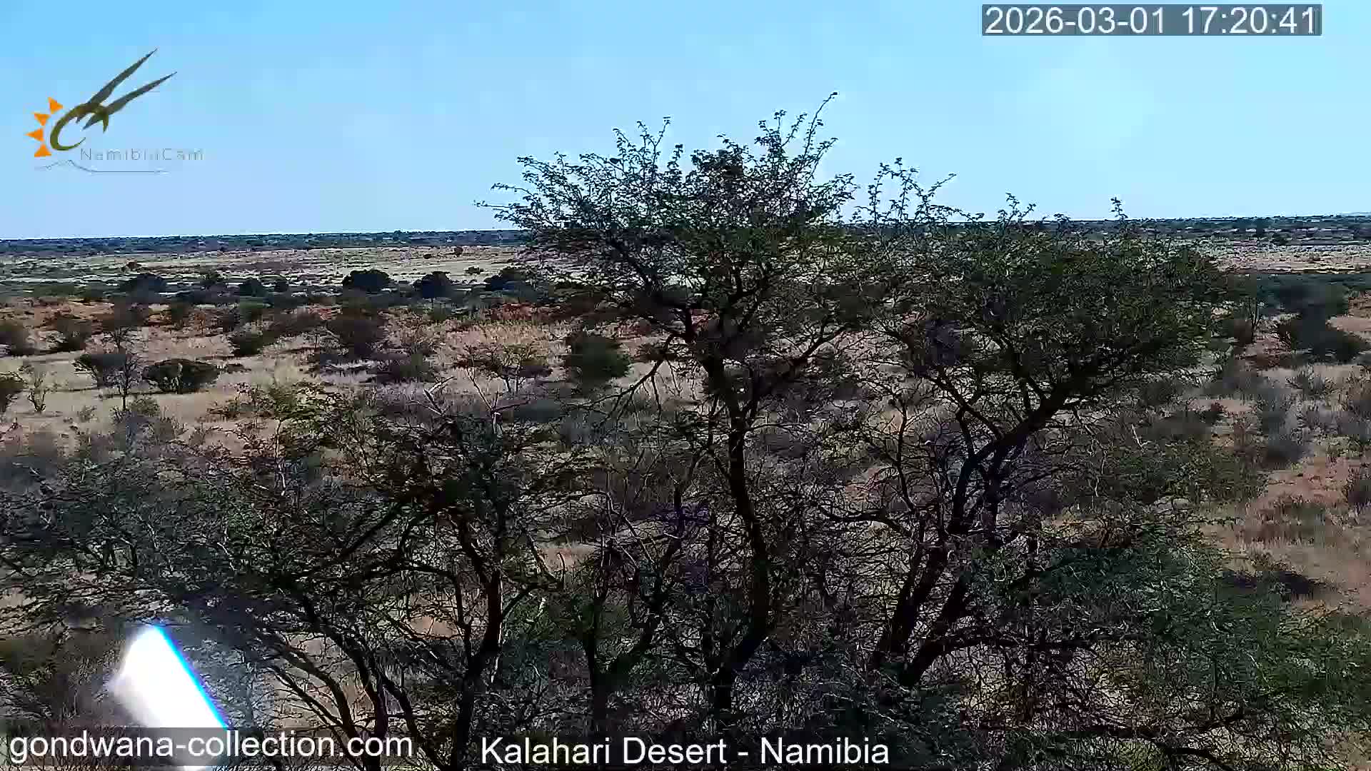 Natural Life in the Kalahari Desert (Gondwana Kalahari Park)  Live Cam - Mariental, Hardap, Namibia
