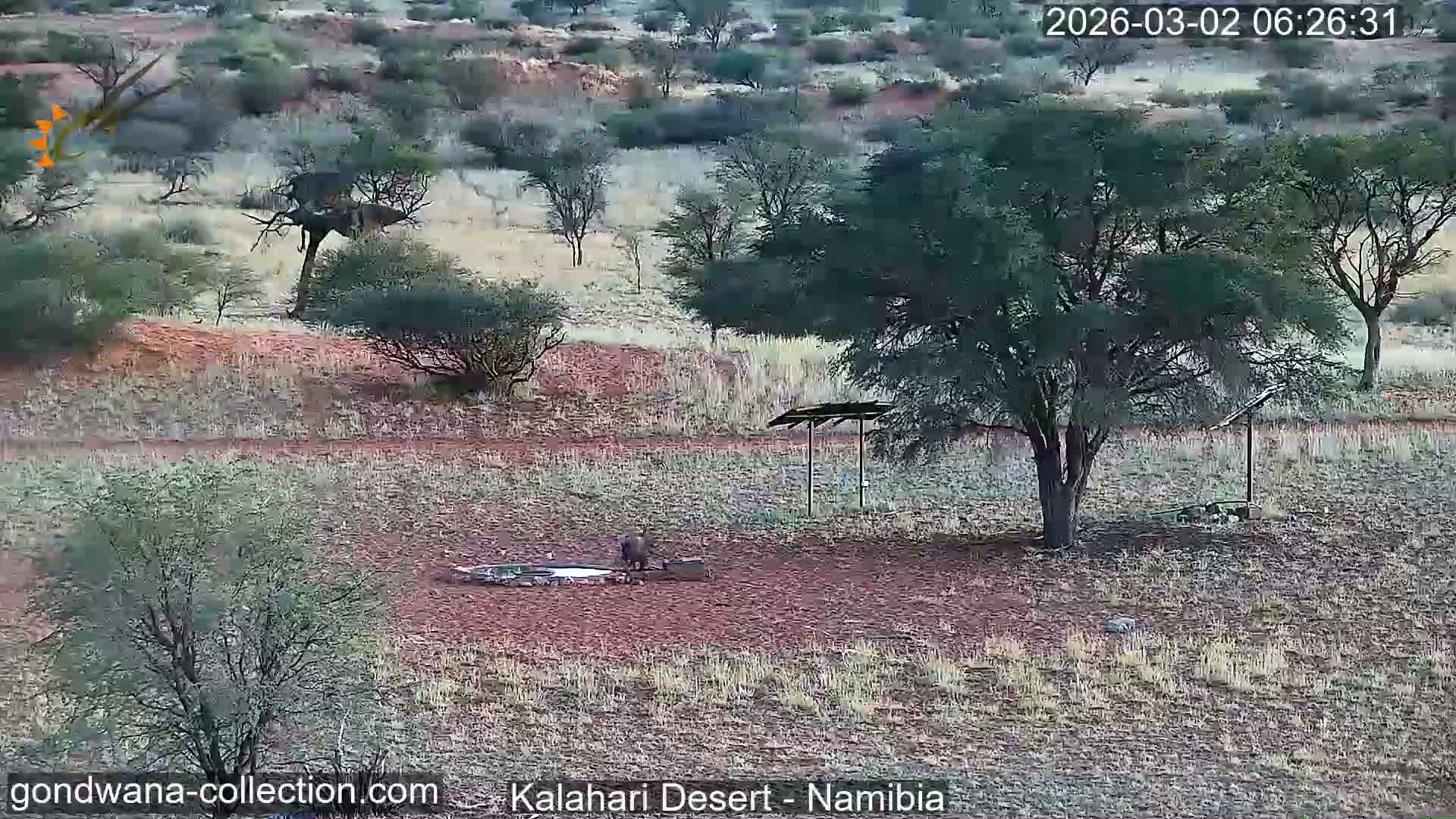Natural Life in the Kalahari Desert (Gondwana Kalahari Park)  Live Cam - Mariental, Hardap, Namibia