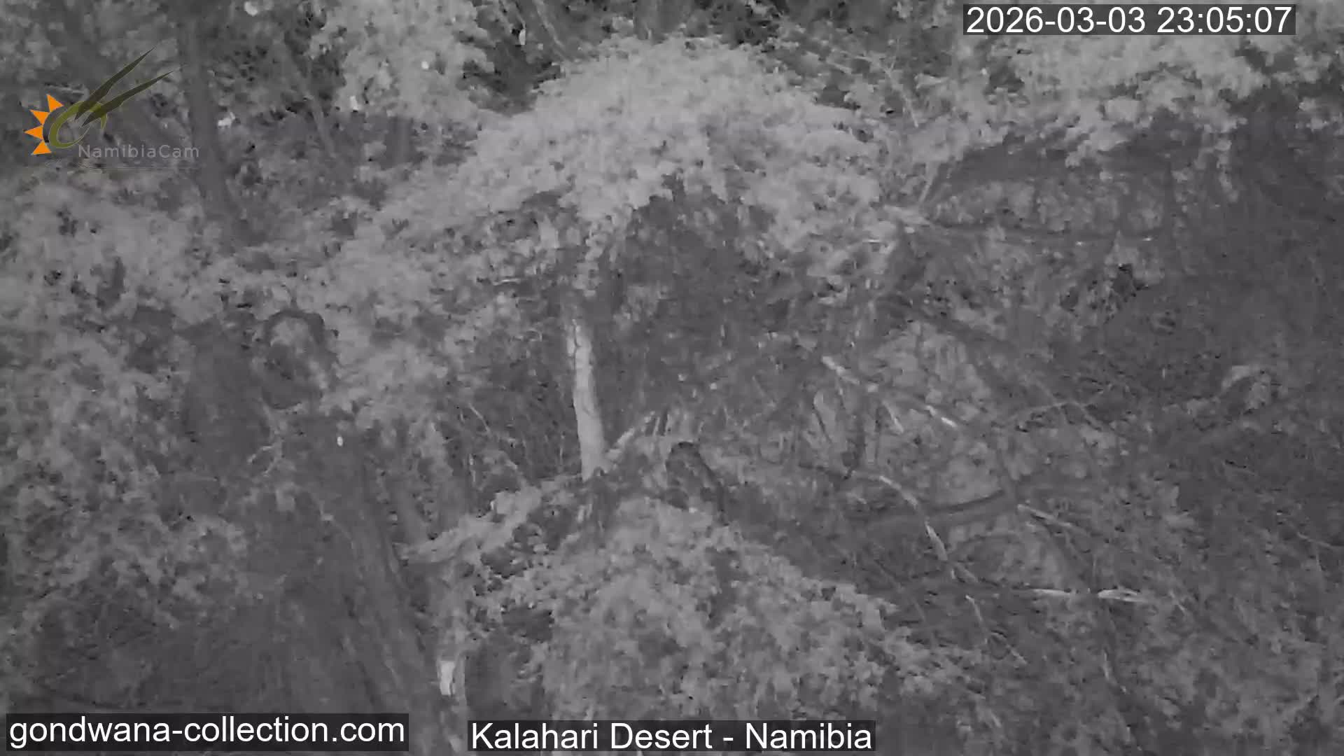 Natural Life in the Kalahari Desert (Gondwana Kalahari Park)  Live Cam - Mariental, Hardap, Namibia