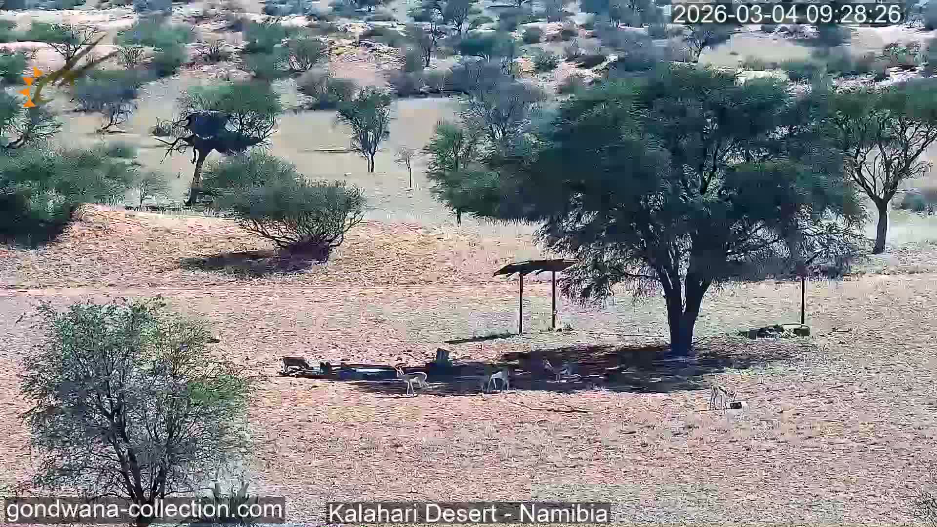 Natural Life in the Kalahari Desert (Gondwana Kalahari Park)  Live Cam - Mariental, Hardap, Namibia