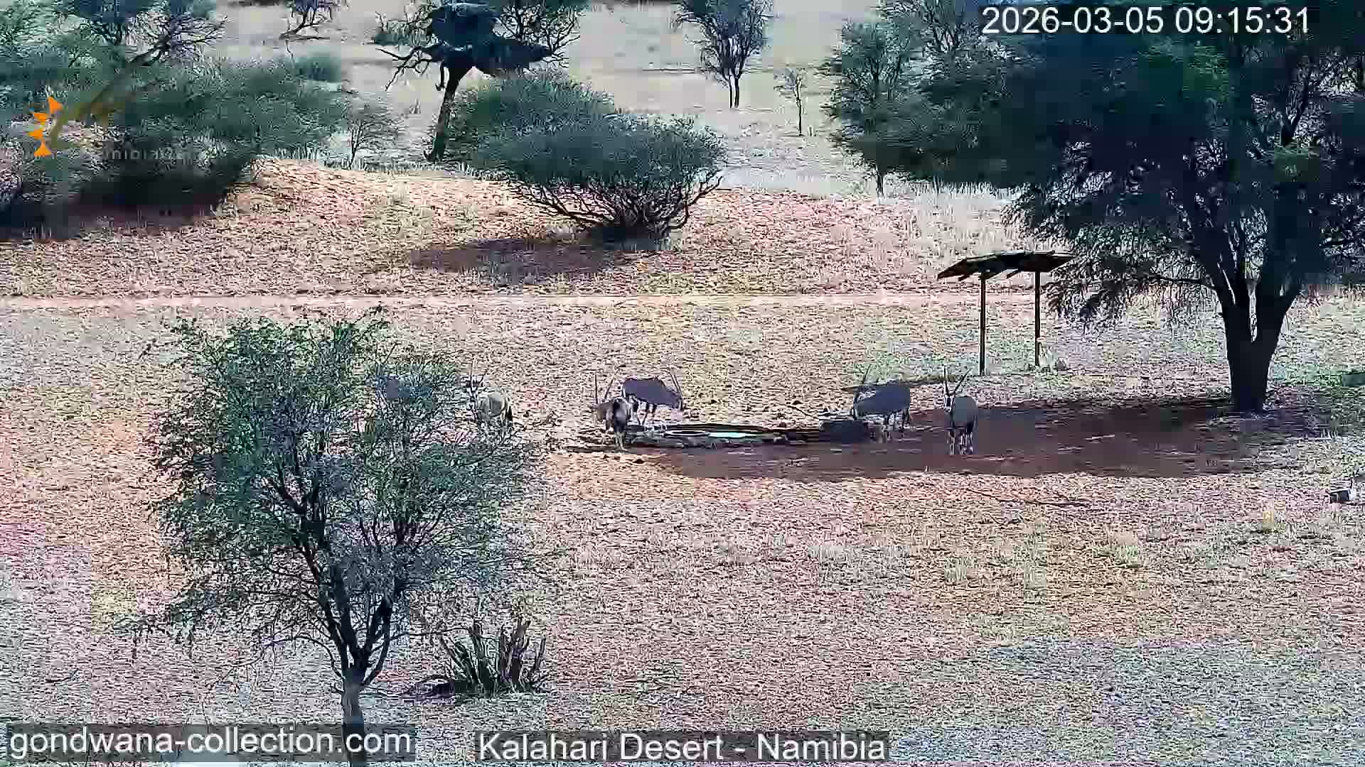 Natural Life in the Kalahari Desert (Gondwana Kalahari Park)  Live Cam - Mariental, Hardap, Namibia