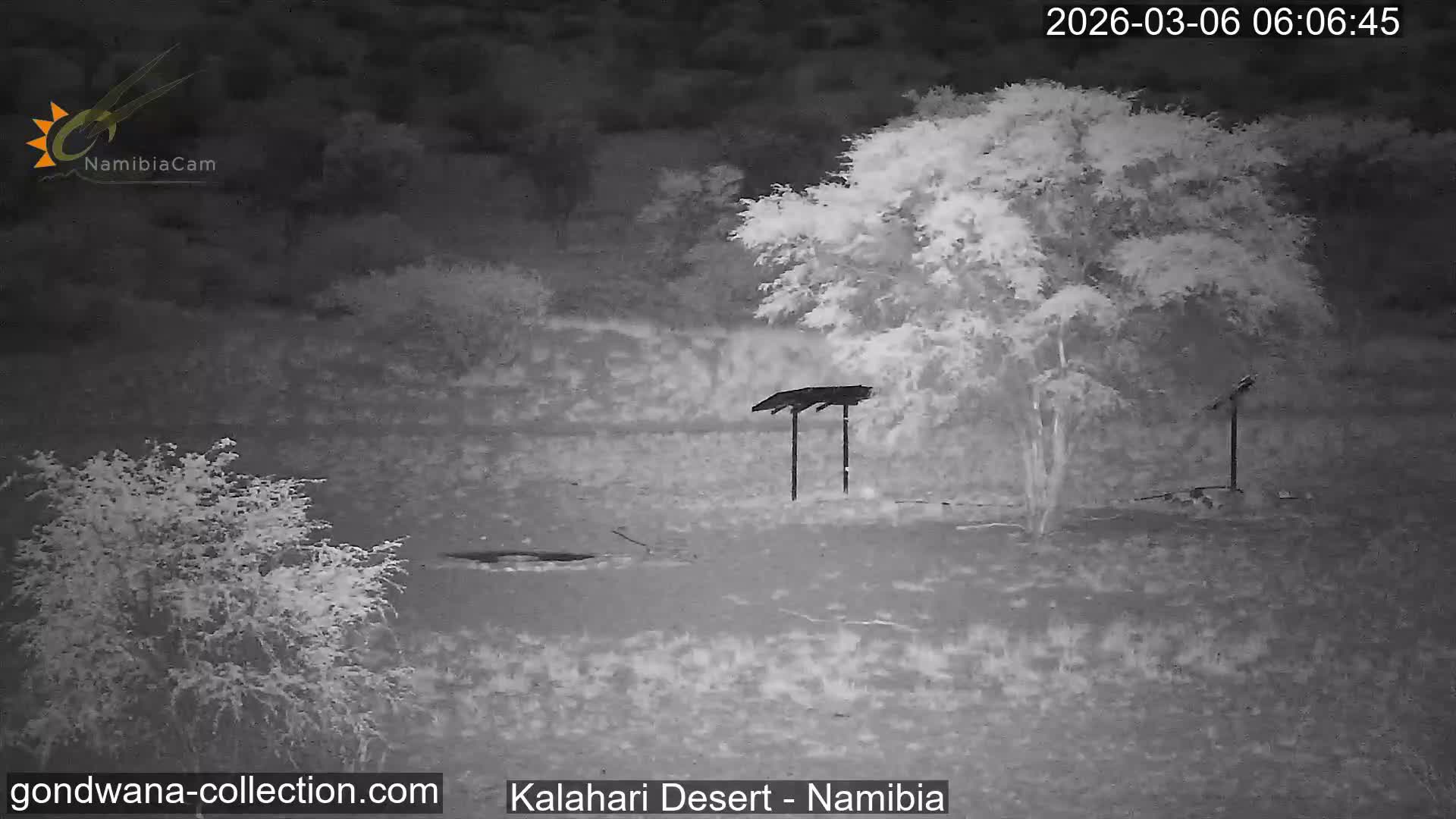 Natural Life in the Kalahari Desert (Gondwana Kalahari Park)  Live Cam - Mariental, Hardap, Namibia