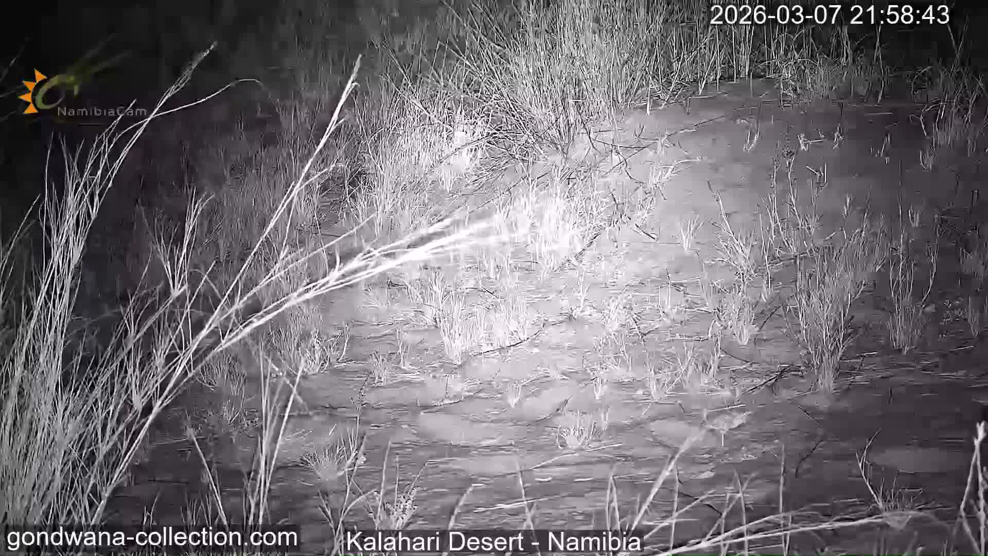 Natural Life in the Kalahari Desert (Gondwana Kalahari Park)  Live Cam - Mariental, Hardap, Namibia