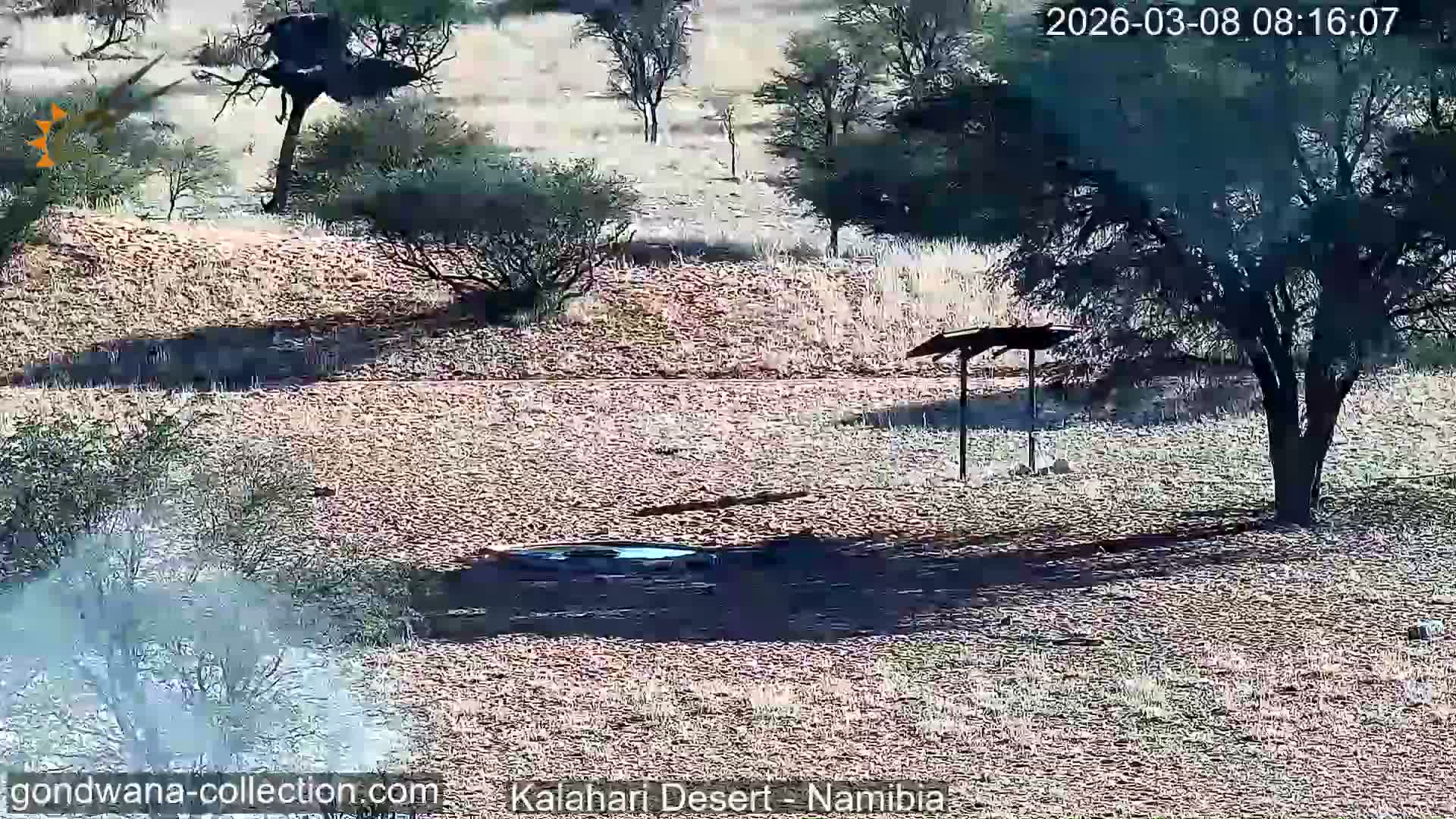 Natural Life in the Kalahari Desert (Gondwana Kalahari Park)  Live Cam - Mariental, Hardap, Namibia