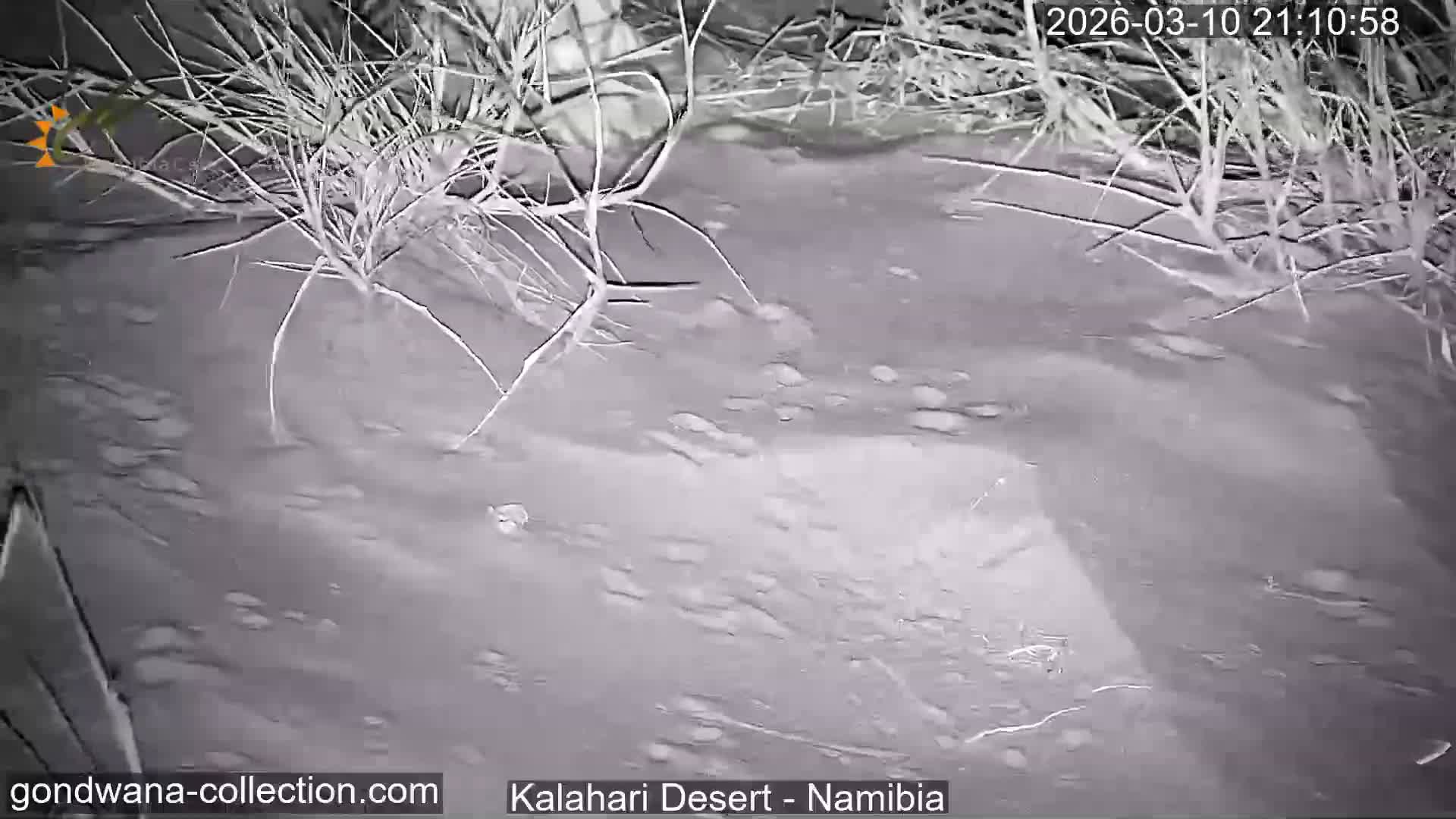 Natural Life in the Kalahari Desert (Gondwana Kalahari Park)  Live Cam - Mariental, Hardap, Namibia