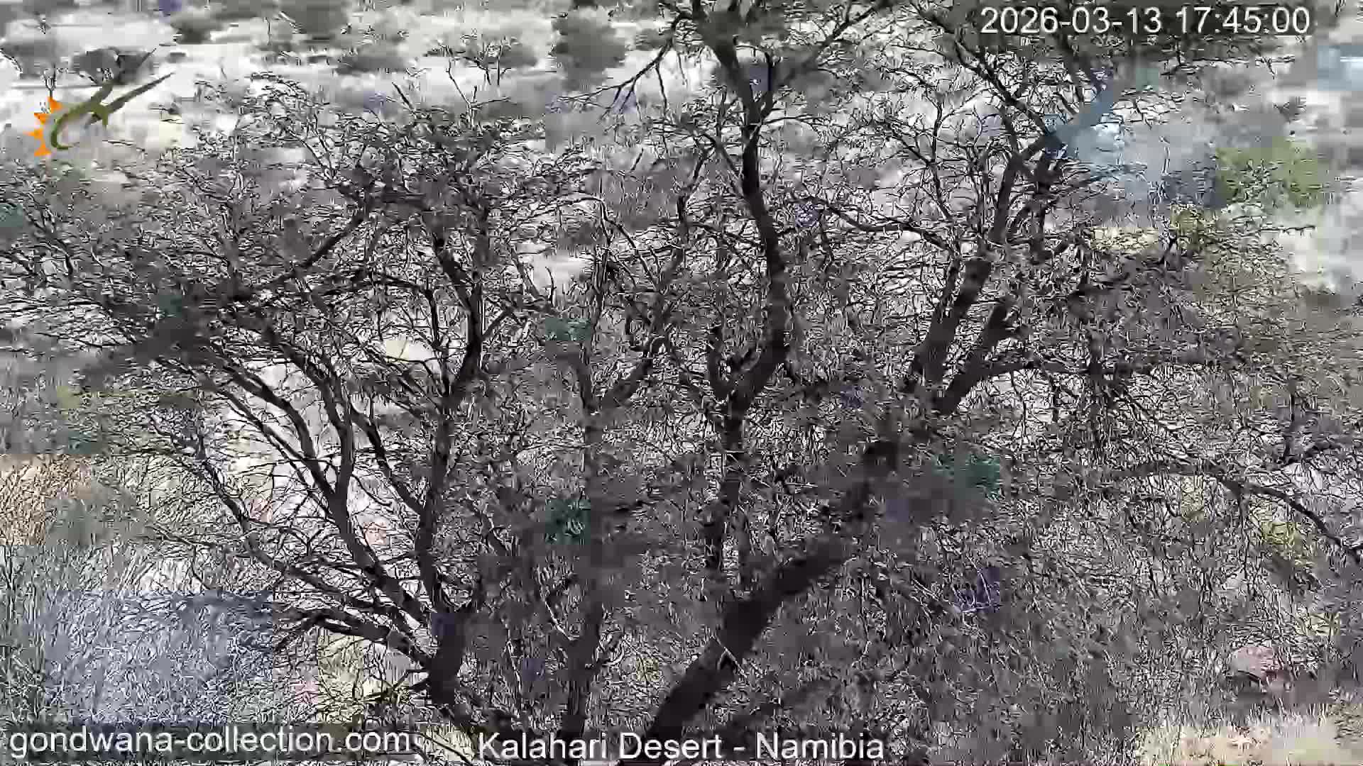 Natural Life in the Kalahari Desert (Gondwana Kalahari Park)  Live Cam - Mariental, Hardap, Namibia