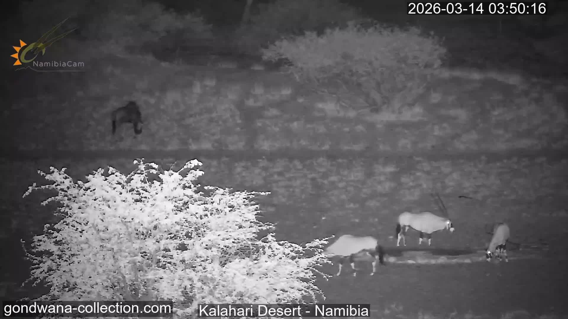 Natural Life in the Kalahari Desert (Gondwana Kalahari Park)  Live Cam - Mariental, Hardap, Namibia
