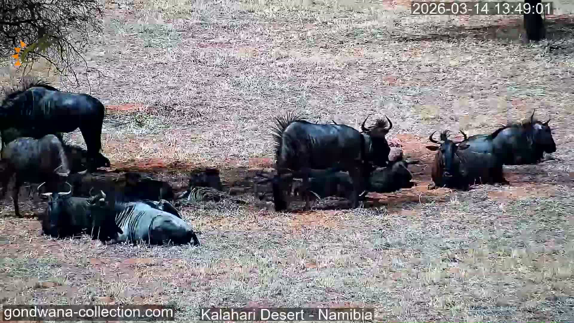 Natural Life in the Kalahari Desert (Gondwana Kalahari Park)  Live Cam - Mariental, Hardap, Namibia