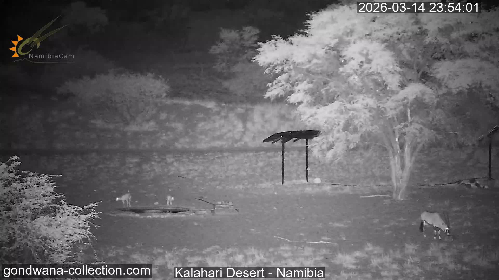 Natural Life in the Kalahari Desert (Gondwana Kalahari Park)  Live Cam - Mariental, Hardap, Namibia