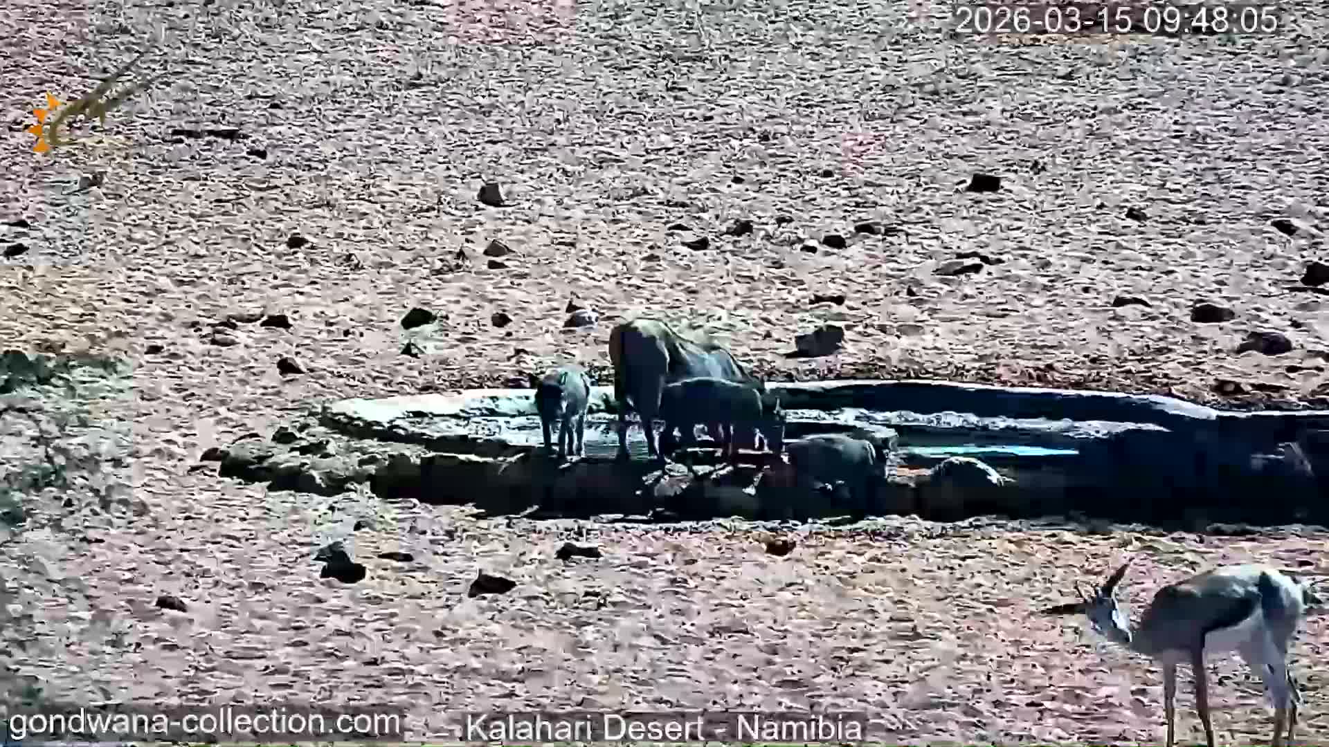 Natural Life in the Kalahari Desert (Gondwana Kalahari Park)  Live Cam - Mariental, Hardap, Namibia