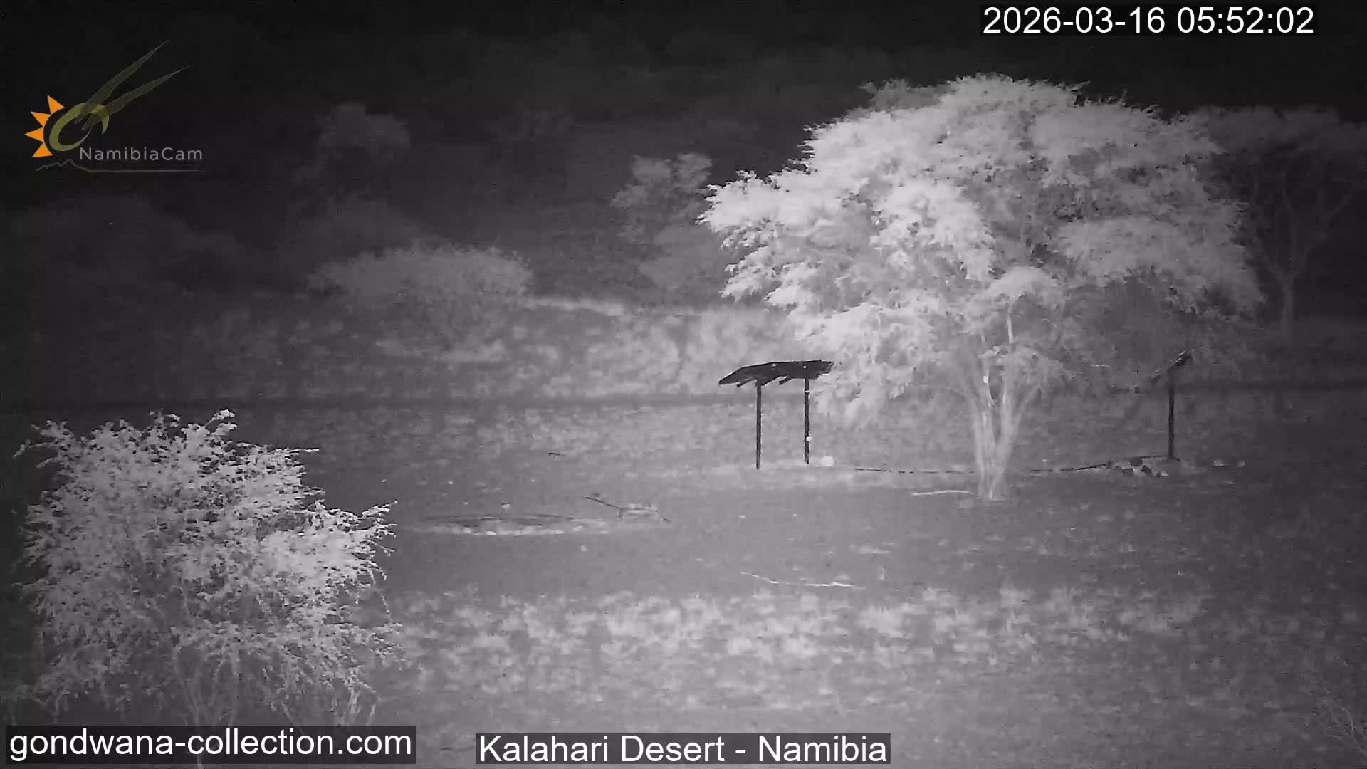 Natural Life in the Kalahari Desert (Gondwana Kalahari Park)  Live Cam - Mariental, Hardap, Namibia