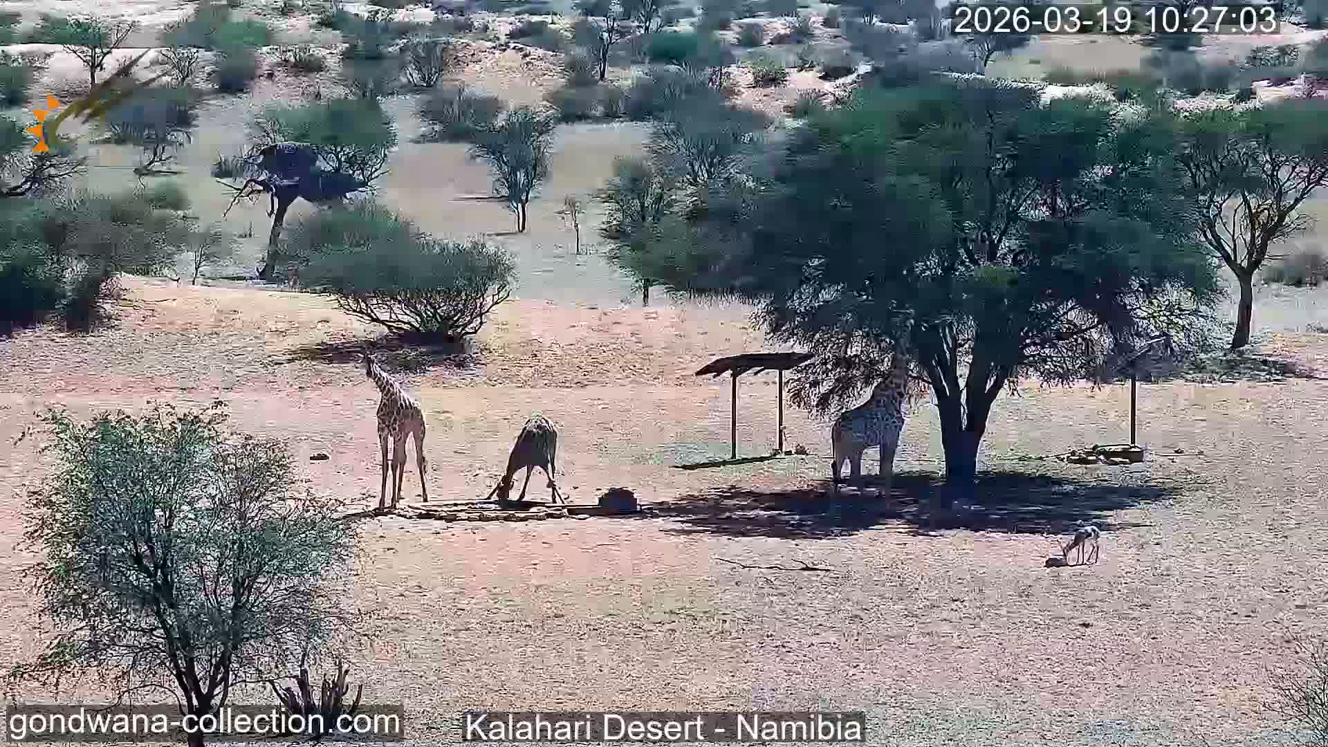 Natural Life in the Kalahari Desert (Gondwana Kalahari Park)  Live Cam - Mariental, Hardap, Namibia