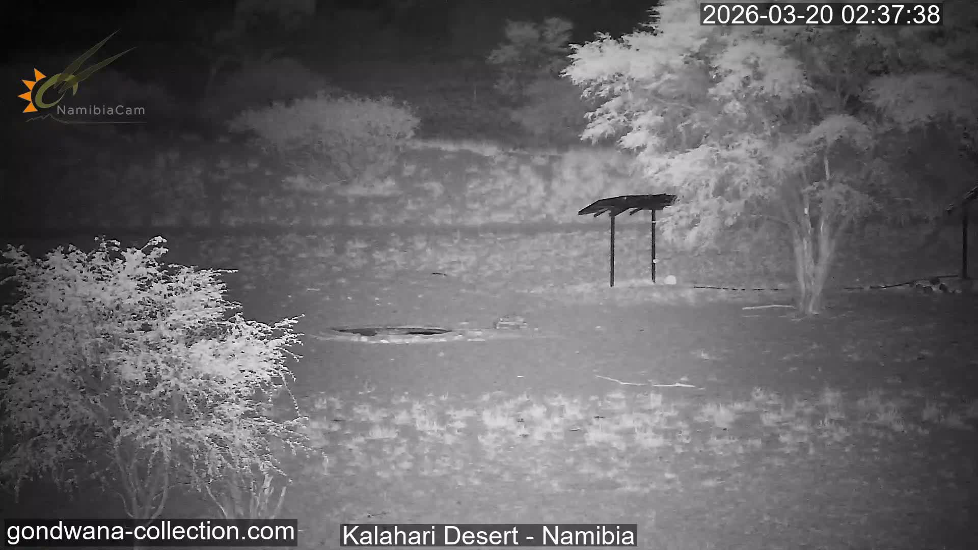 Natural Life in the Kalahari Desert (Gondwana Kalahari Park)  Live Cam - Mariental, Hardap, Namibia