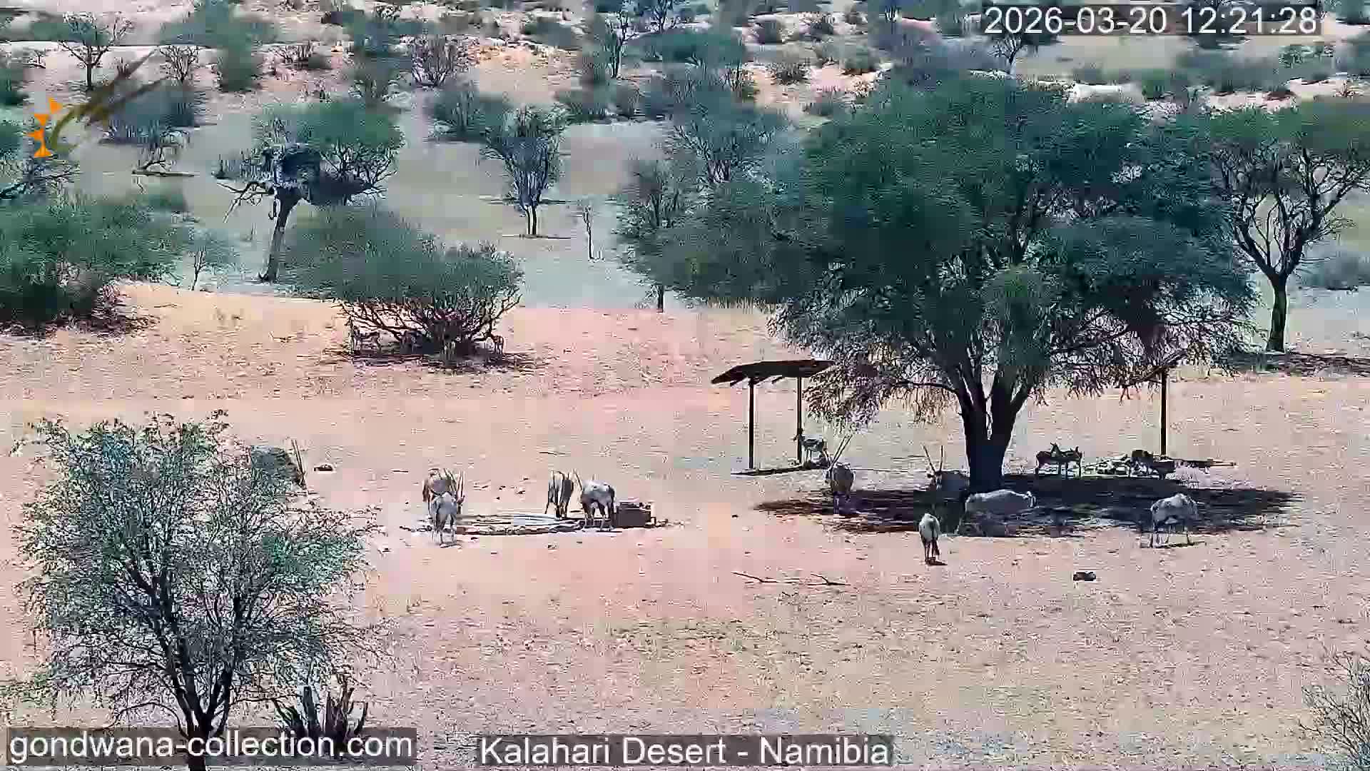 Natural Life in the Kalahari Desert (Gondwana Kalahari Park)  Live Cam - Mariental, Hardap, Namibia