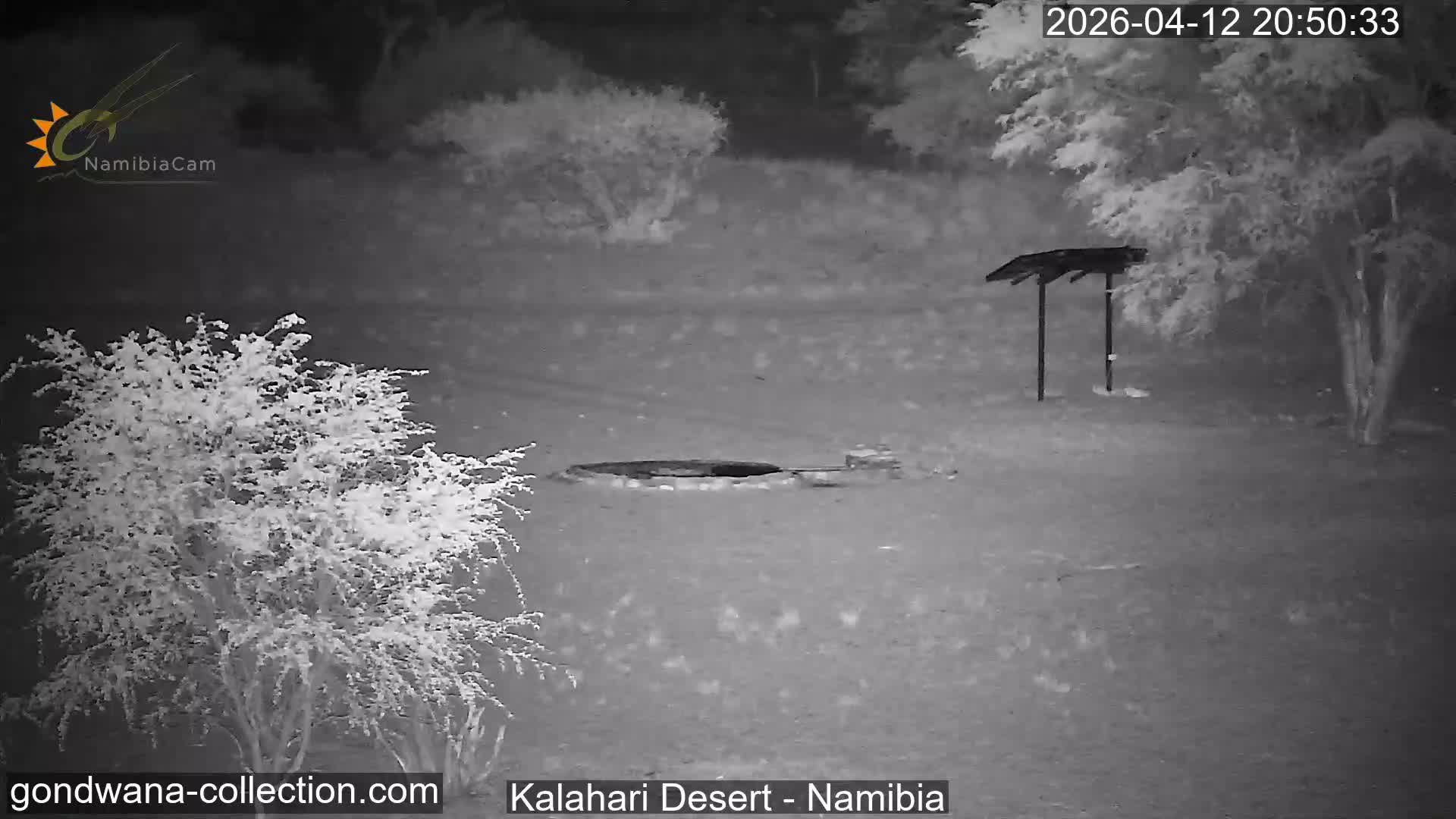 Natural Life in the Kalahari Desert (Gondwana Kalahari Park)  Live Cam - Mariental, Hardap, Namibia
