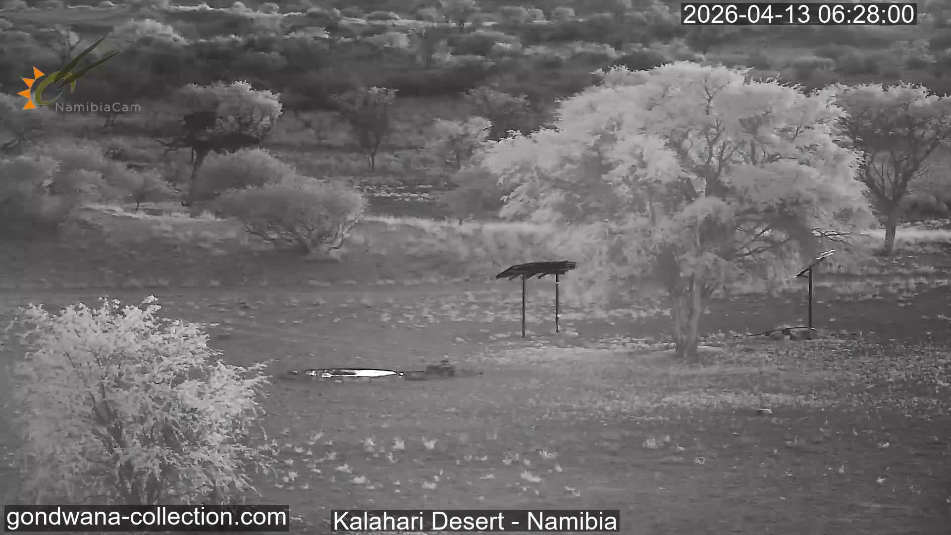 Natural Life in the Kalahari Desert (Gondwana Kalahari Park)  Live Cam - Mariental, Hardap, Namibia