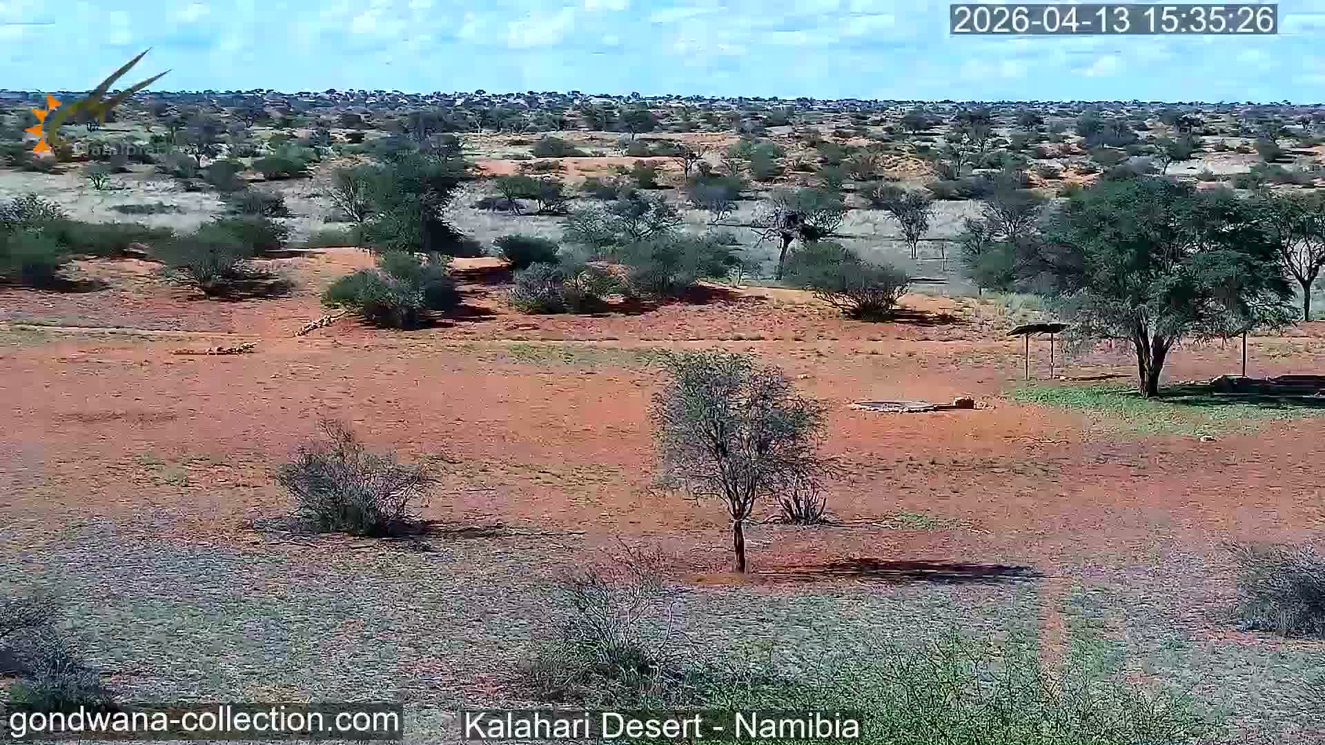 The image shows a dry, sun-drenched desert landscape with sparse green trees and shrubs, a small water trough or feeding station, and a watering hole under bright, clear weather conditions.