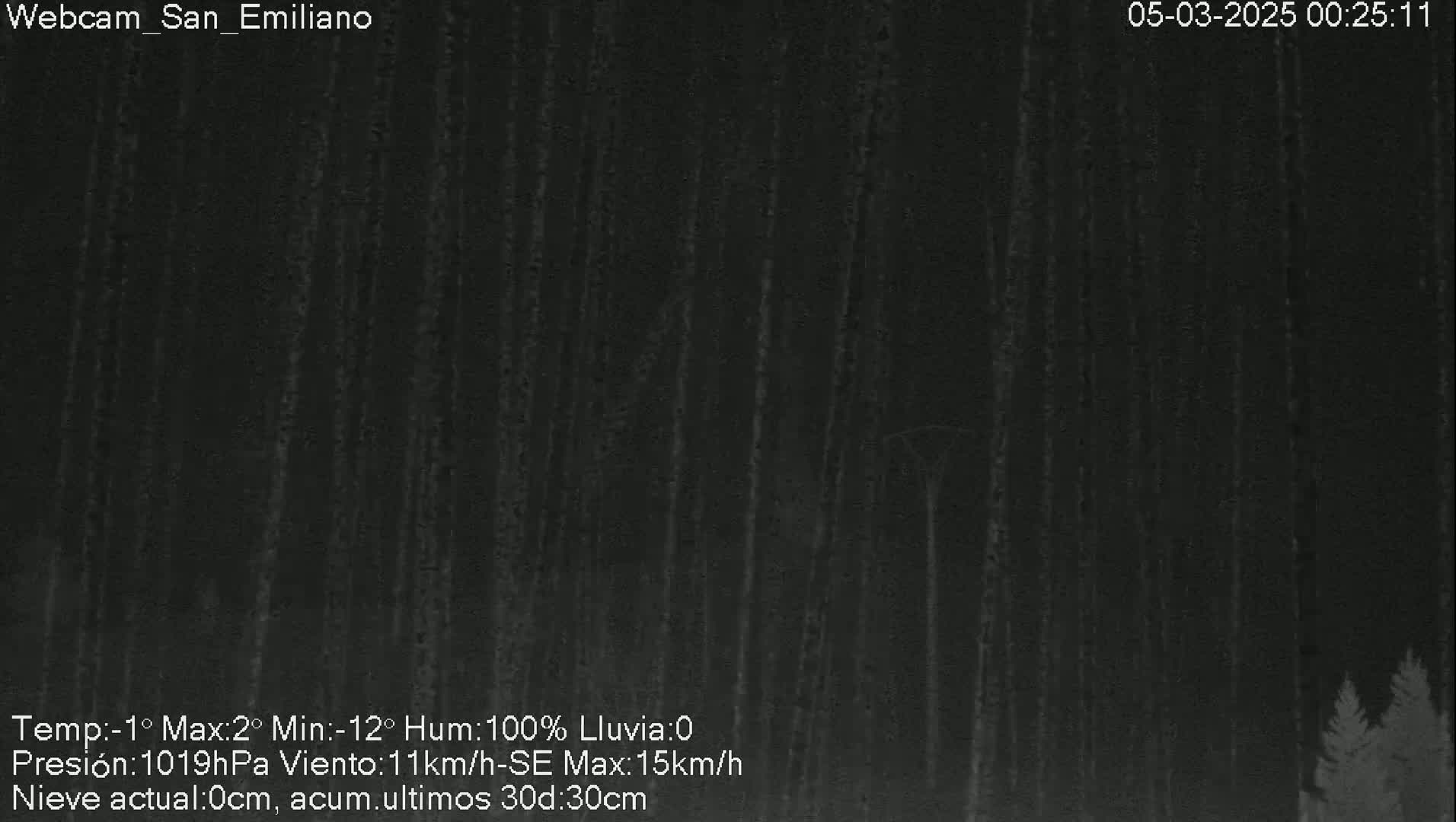 A nighttime view of a dark forest in rainy conditions.