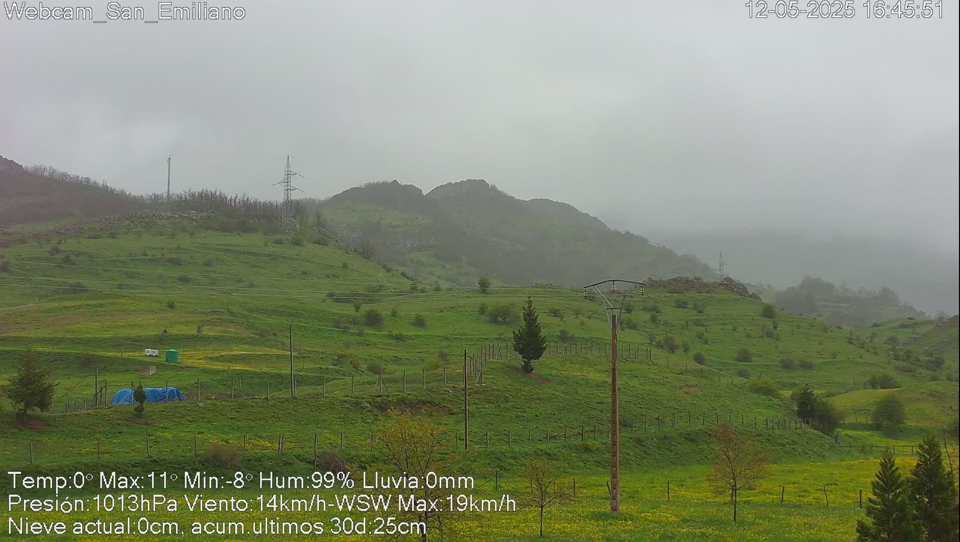A misty, green hillside dotted with small trees and utility poles under an overcast sky.
