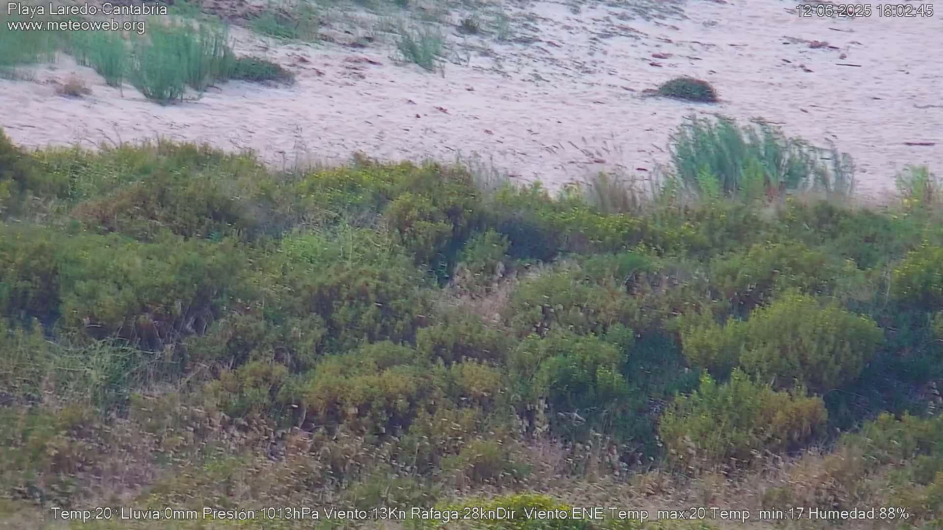 A sandy dune slopes down to a dense thicket of low-lying green vegetation.