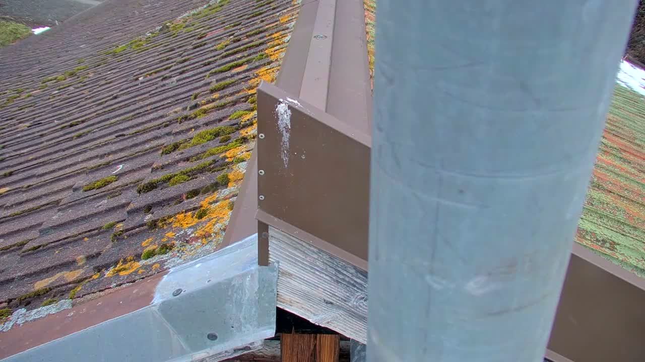 A close-up, high-angle view reveals a weathered tiled roof extensively covered in vibrant green moss and yellow lichen, alongside a brown metal flashing, a prominent grey pipe in the right foreground, and distant patches of snow, indicating a cool and damp outdoor environment.