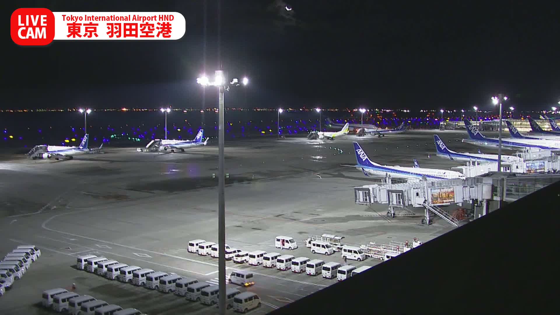 Multiple ANA airplanes are parked on a brightly lit airport tarmac at night, surrounded by ground support vehicles and jet bridges under a clear sky.