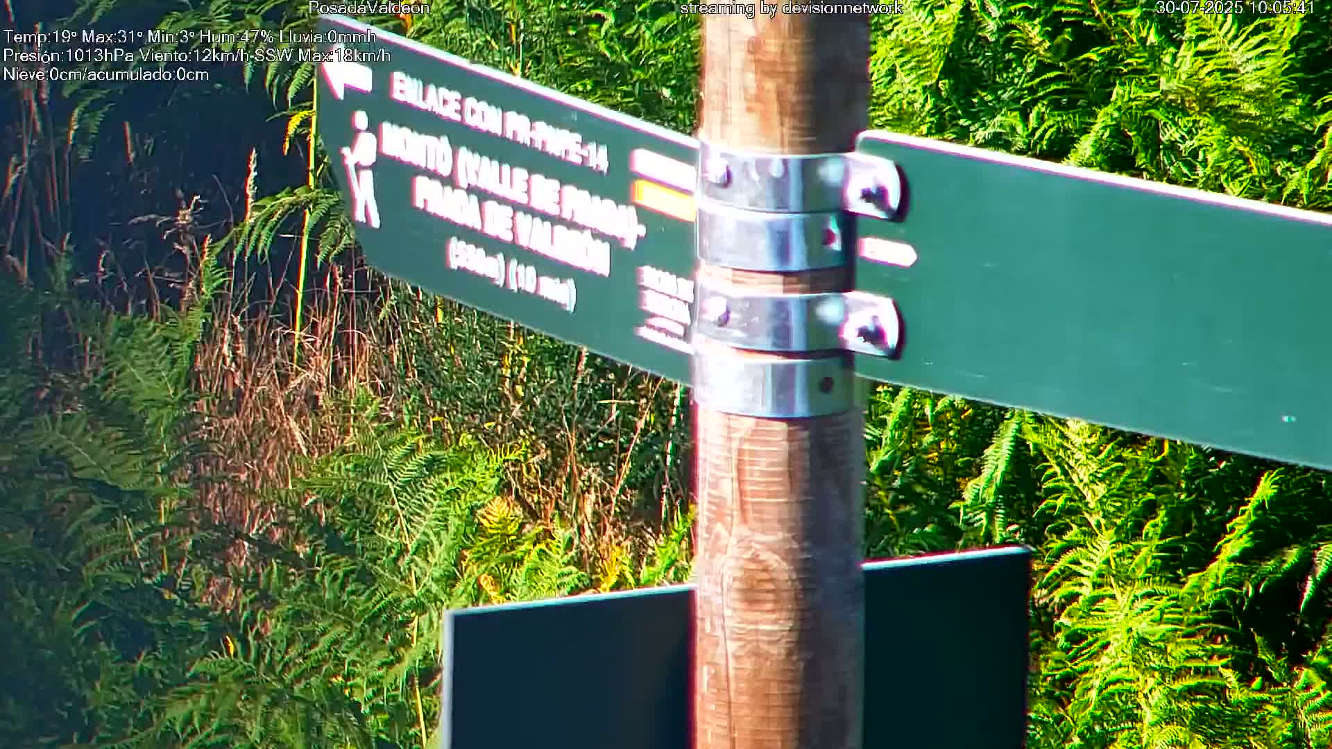 A wooden post with multiple directional signs is surrounded by lush green ferns.