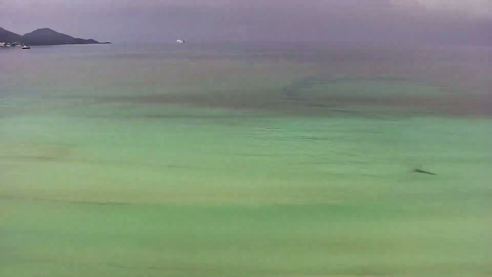A dark-colored object is swimming in clear, shallow, greenish water under an overcast sky near a distant shoreline.