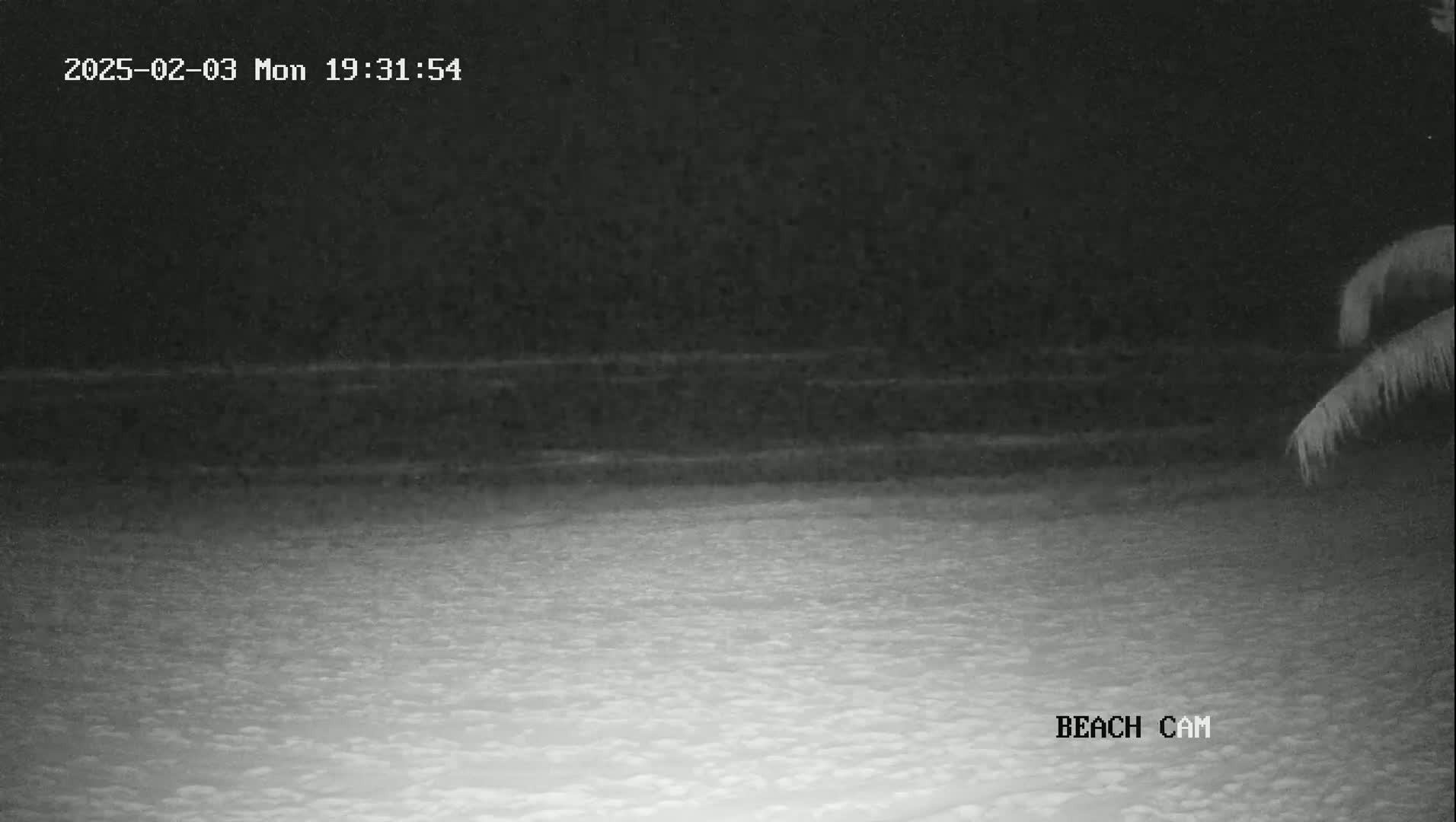 A nighttime beach scene shows dark water gently lapping a light-colored sandy shore under a dark sky, partially obscured by palm fronds in the upper right corner.