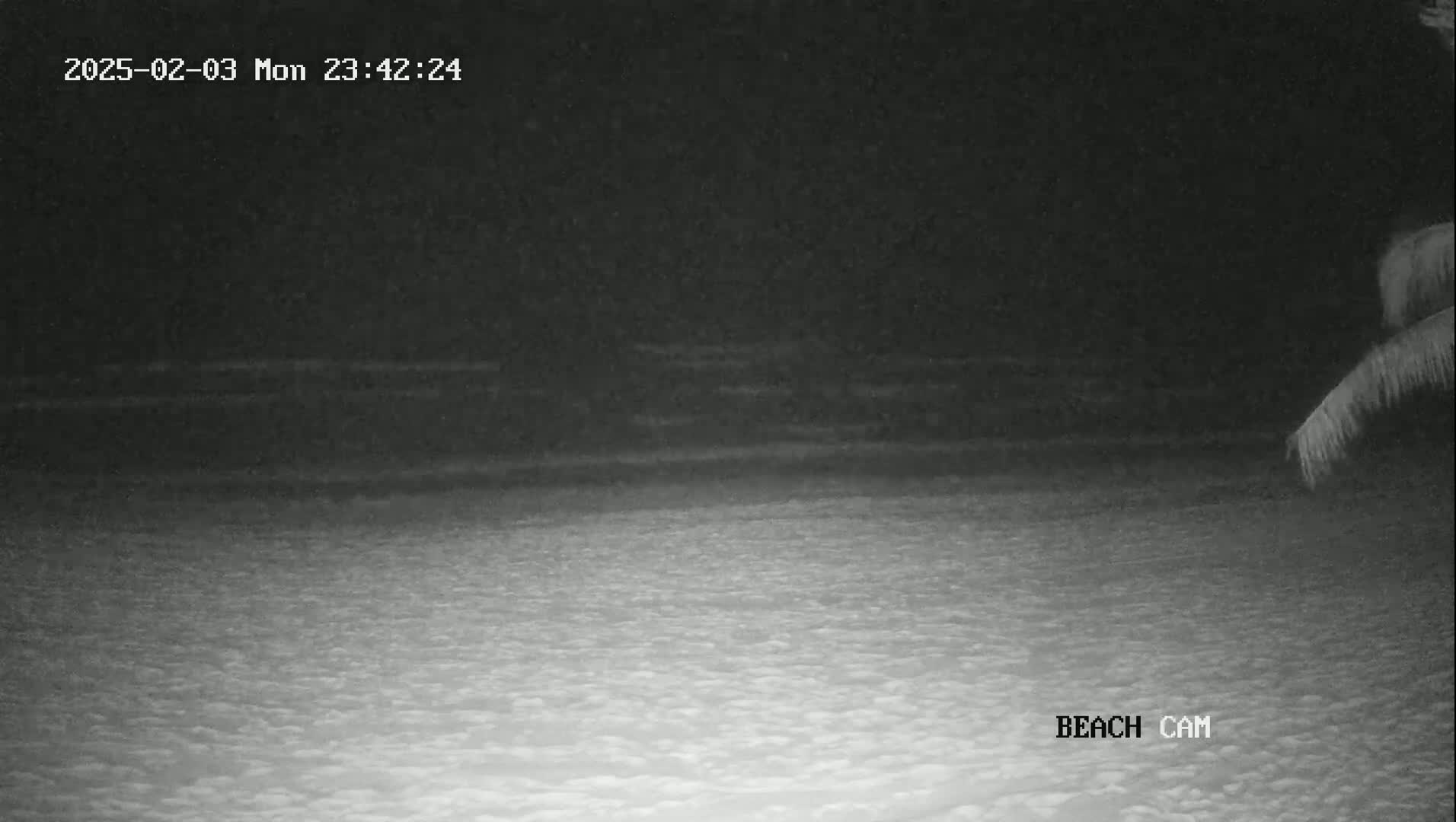 A dark, nighttime beach scene shows calm water under a clear sky, with part of a palm tree visible in the upper right corner.