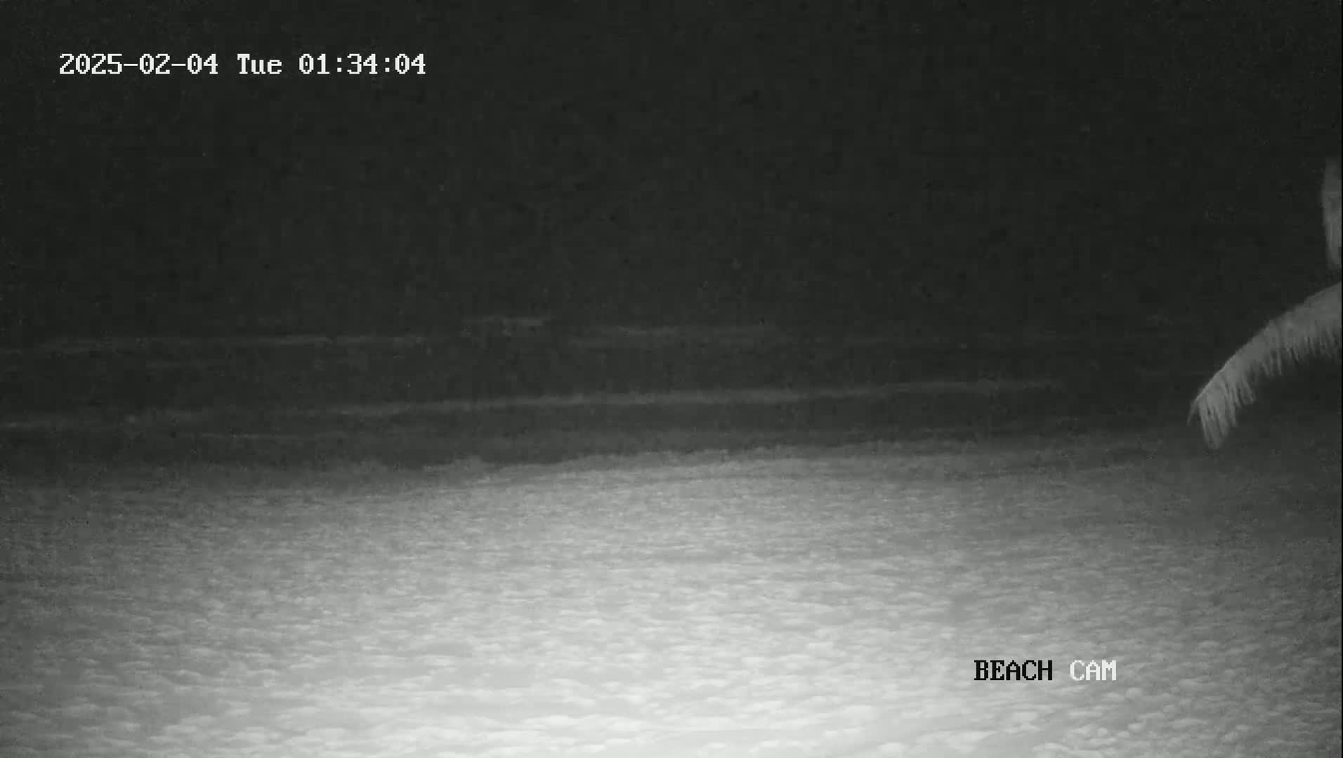 A nighttime beach scene is shown with a dark ocean and a sandy beach under a clear, dark sky; a portion of a palm tree is visible in the upper right corner.