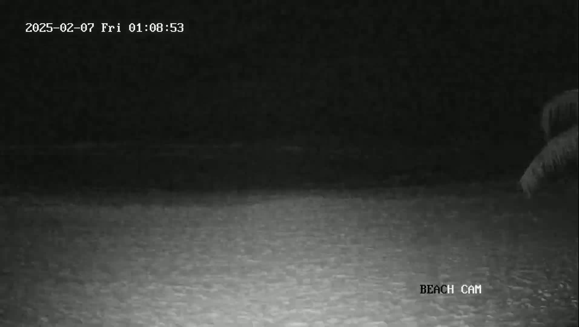 A nighttime beach scene shows a dark ocean meeting a dark sandy shore under a clear, dark sky, with a portion of a palm tree visible in the lower right corner.