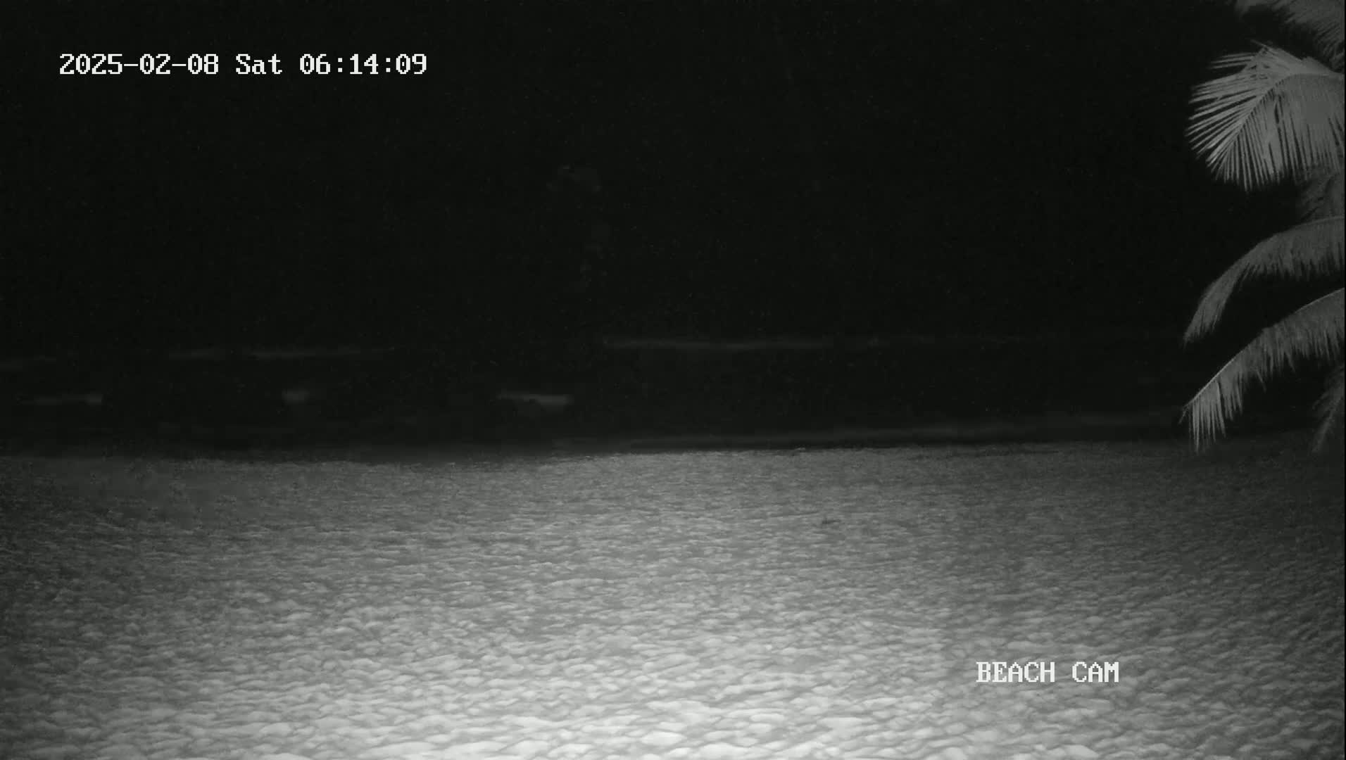 A dark, nighttime beach scene is visible, with a portion of a palm tree in the upper right corner.