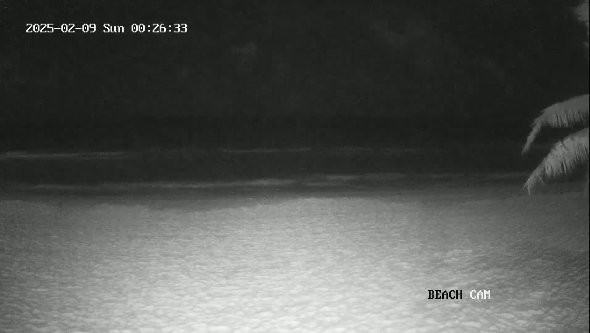 A dark, nighttime beach scene shows a mostly calm ocean and a sandy shore with a few palm fronds visible in the lower right corner.