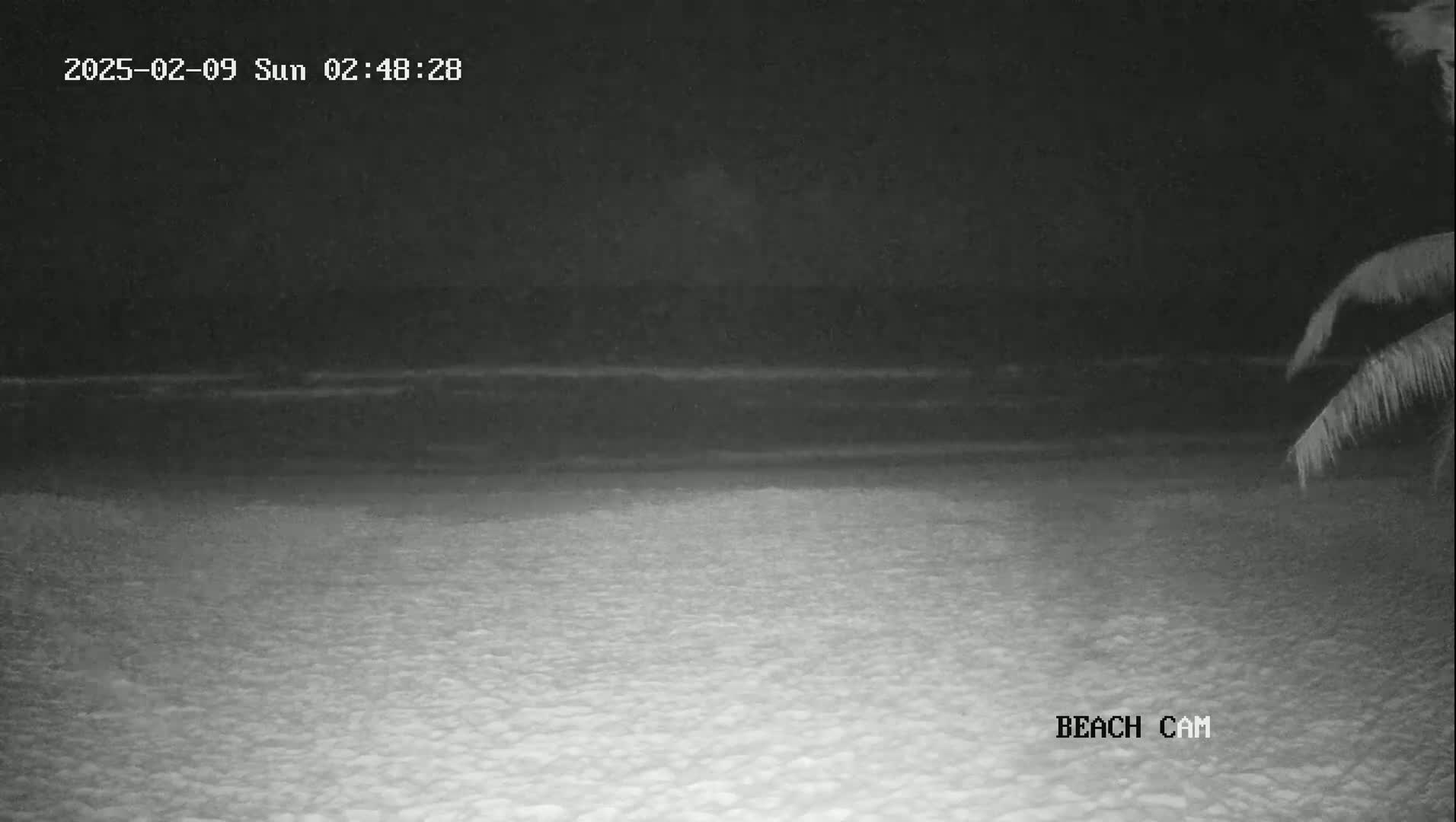 A nighttime beach scene shows dark water, a sandy shore, and part of a palm tree in the lower right corner.