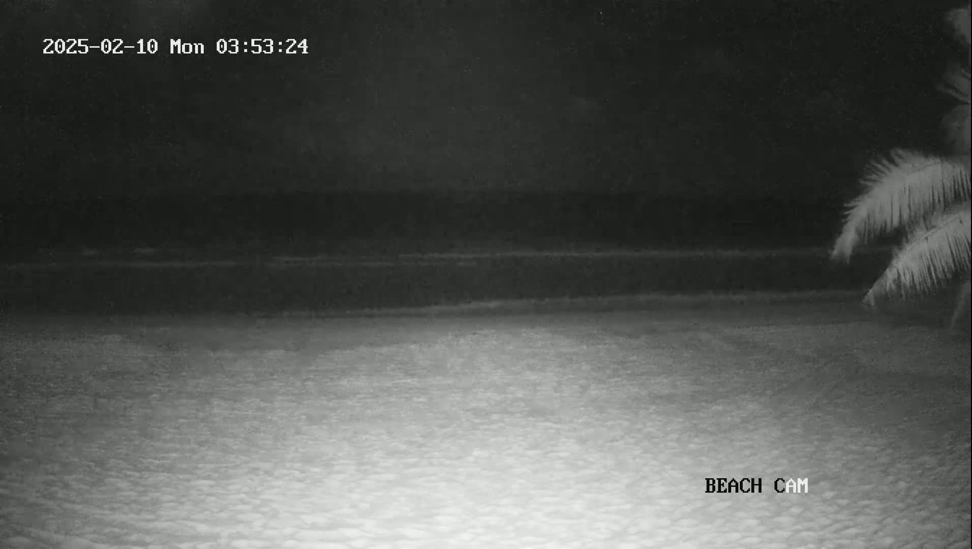 A nighttime beach scene shows dark water lapping a sandy shore under a dark sky, partially obscured by palm fronds.