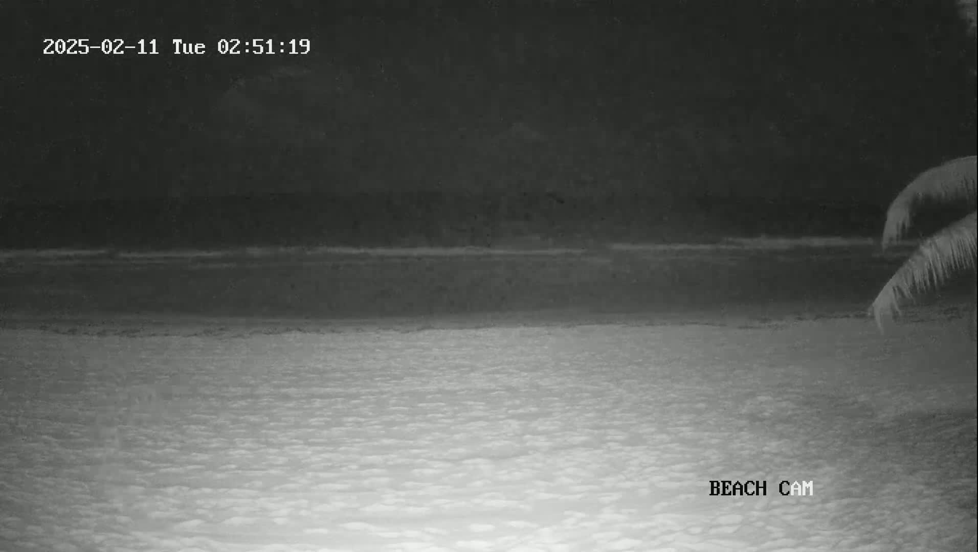 A nighttime beach scene shows dark water meeting a sandy shore under a dark sky, with part of a palm tree visible in the upper right corner.
