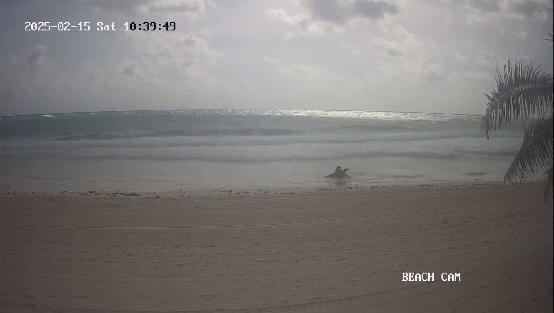 A sandy beach with moderate waves under a partly cloudy sky, and a piece of driftwood lies near the waterline, partially obscured by a palm tree in the lower right corner.