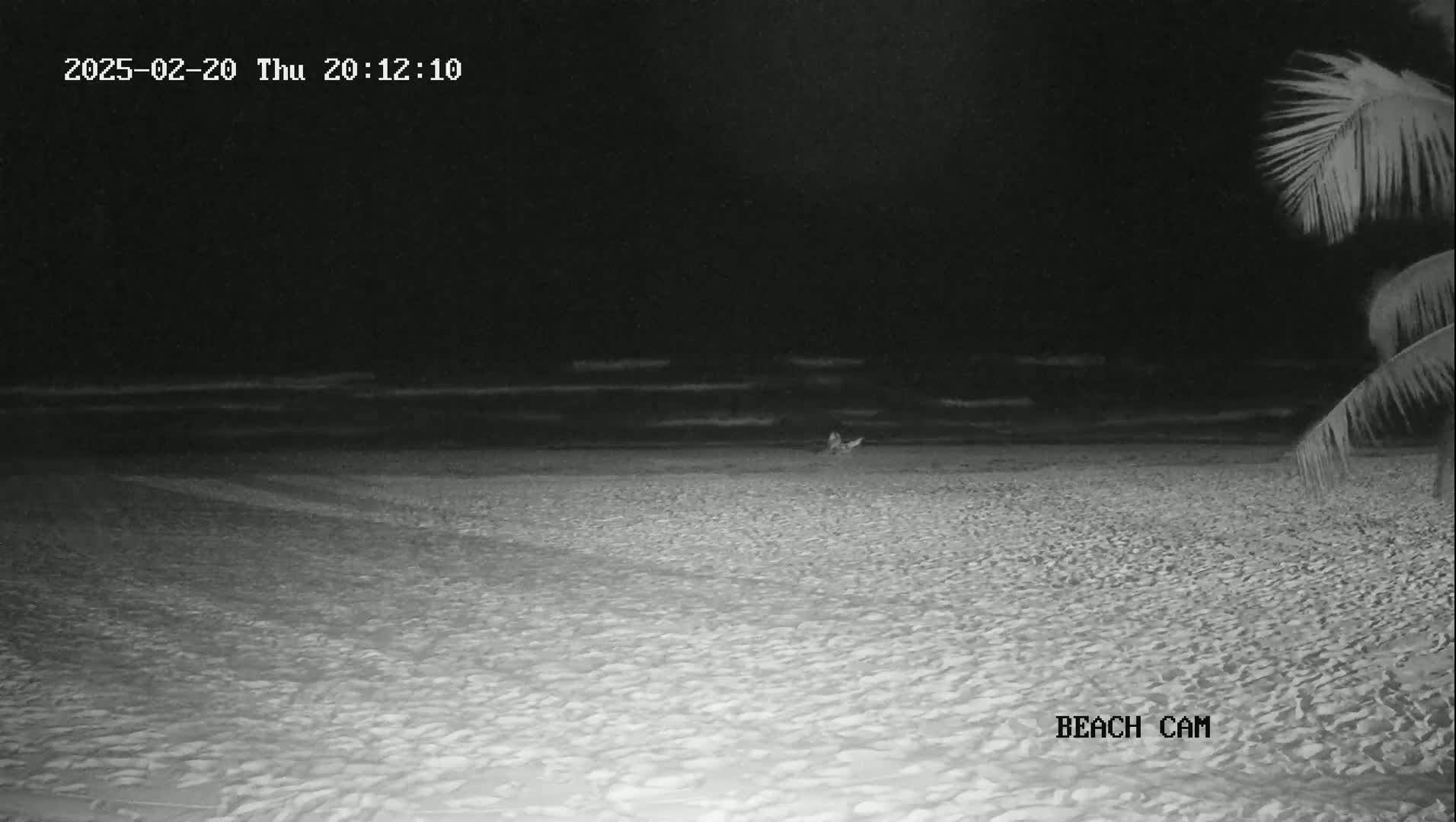 A nighttime beach scene shows dark water, a sandy shore, and part of a palm tree in the upper right corner.