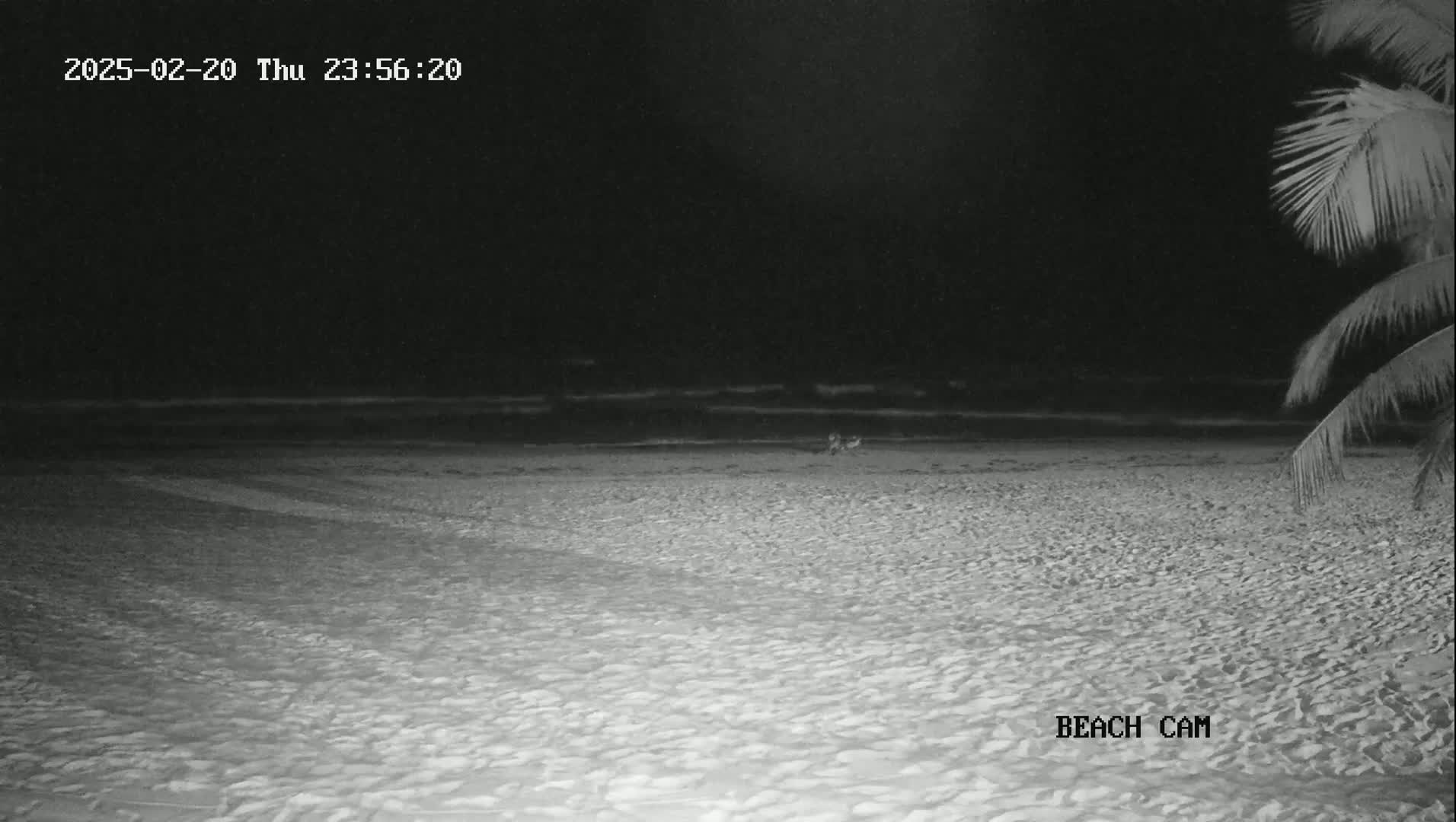 A dark, nighttime beach scene shows a sandy shore with calm water, partially obscured by a palm tree in the right corner.