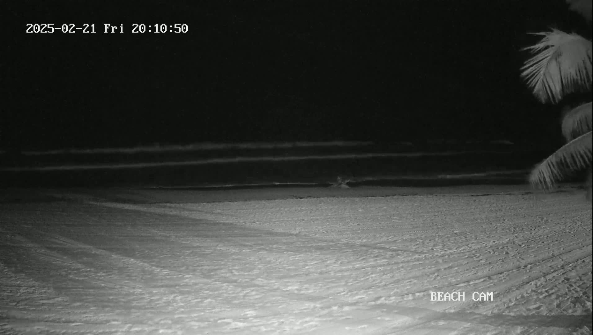 A dark, nighttime beach scene shows calm waves lapping a sandy shore under a clear, black sky, with palm fronds visible in the lower right corner.