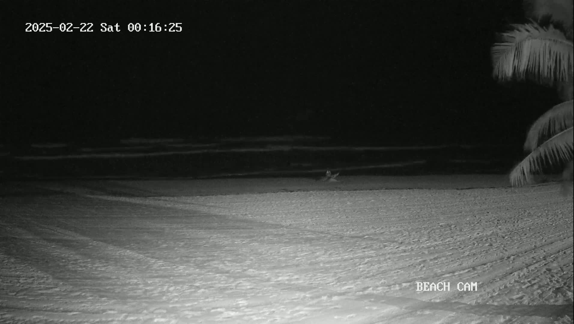 A nighttime beach scene shows calm waves lapping a sandy shore under a dark sky, with a portion of a palm tree visible in the upper right corner.