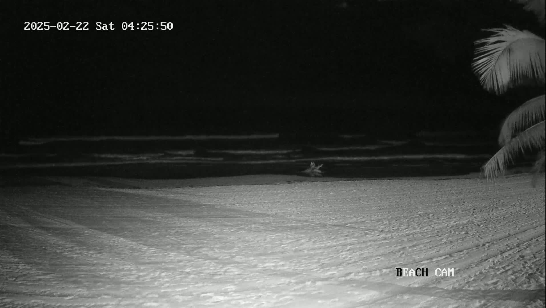 A nighttime beach scene shows dark ocean waves and a sandy shore under a clear, dark sky, with palm fronds visible in the upper right corner.